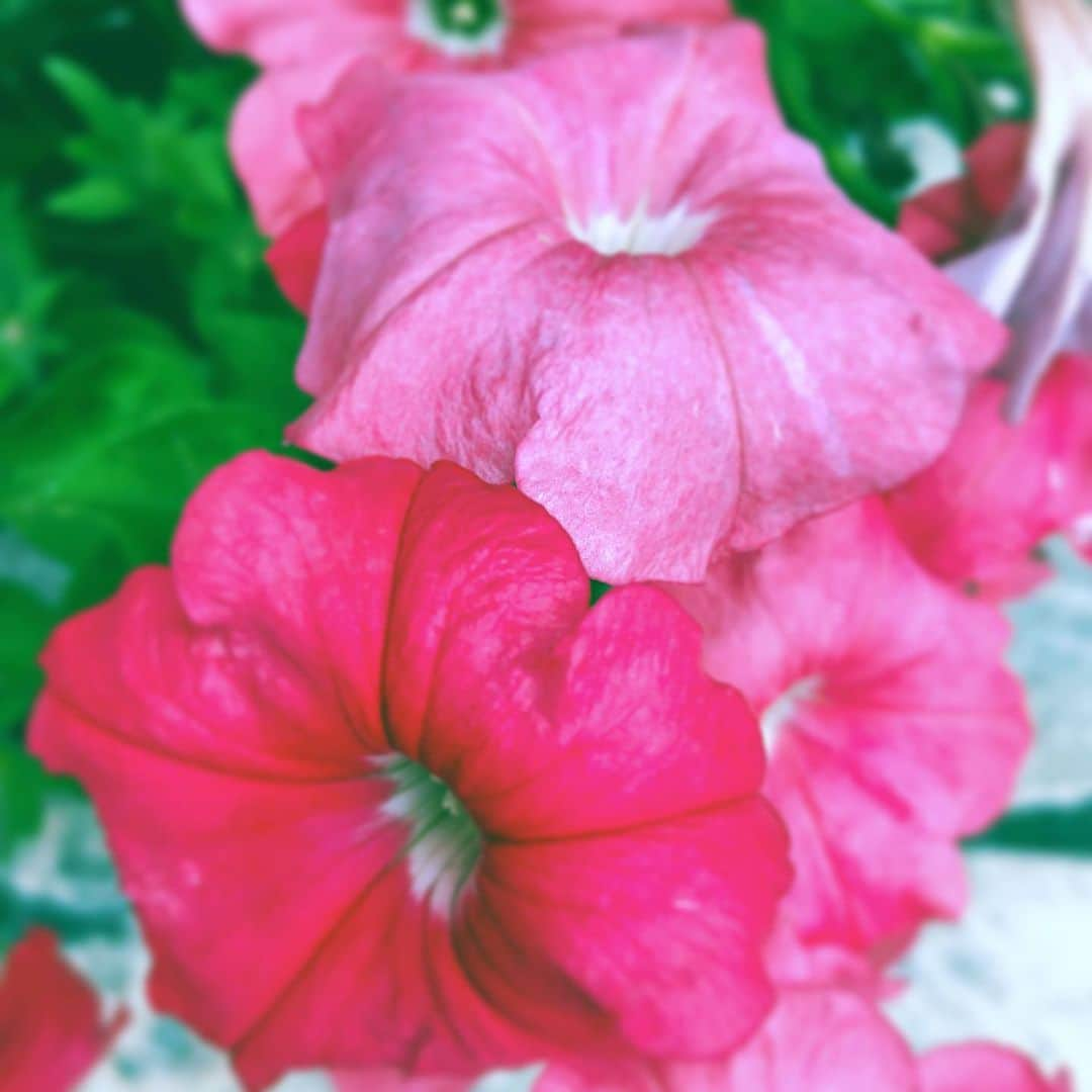 中野敬久さんのインスタグラム写真 - (中野敬久Instagram)「#red #flower #flowersoflife #pink #street」6月25日 7時03分 - hirohisanakano