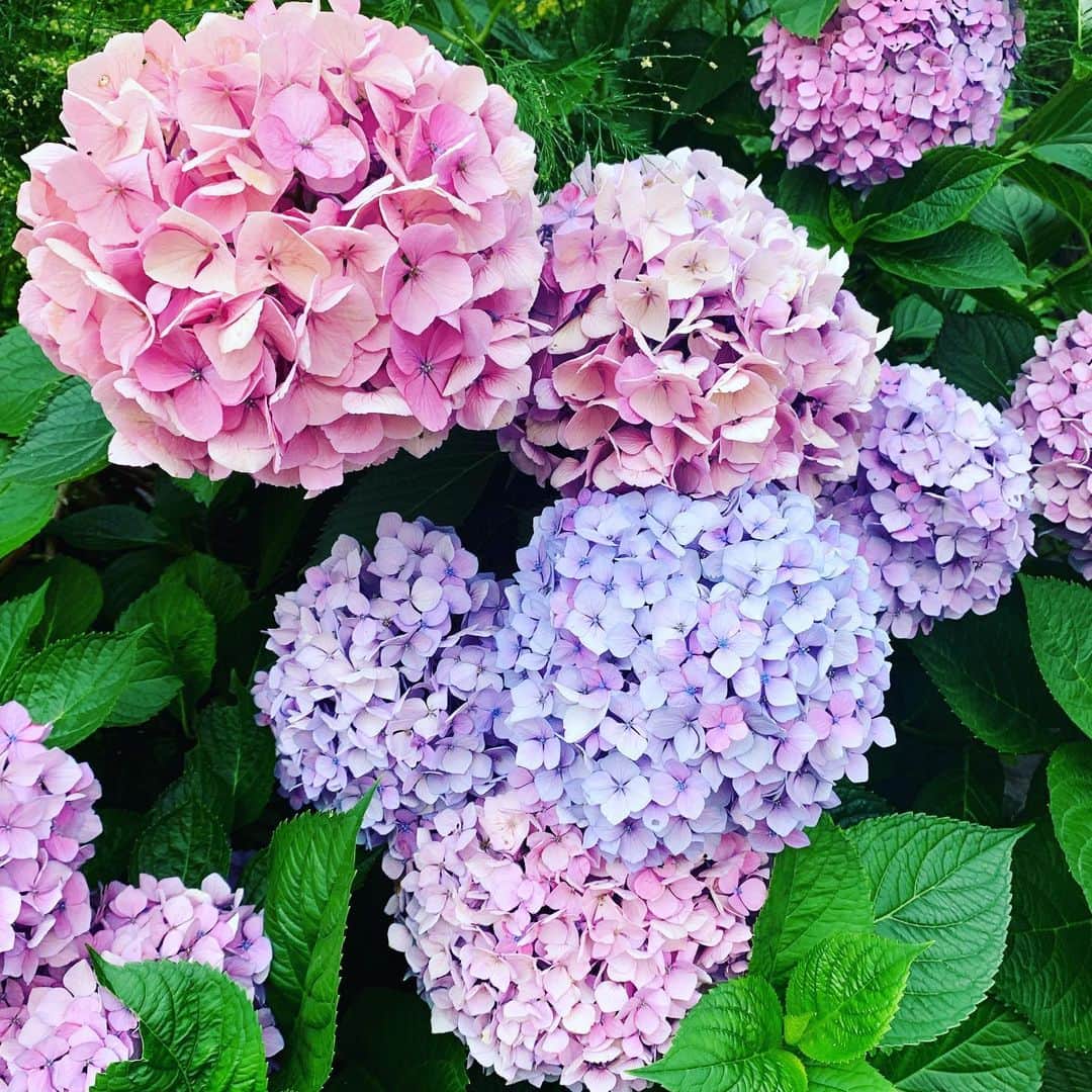 のインスタグラム：「変えたいんです。 変えなきゃ。 変えないと。  何かアクションを起こすとき、 何か問題を発見したとき 「変える」「変えたい」 という言葉を耳にします。 私もつい口にしている時があります。  人や場所や物を 「変えたい」というのは あくまでも自分自身のエゴ。  エゴを押し付けてしまっていないか。 自分の理想を相手に投影してしまっていないか。  その人にとって、 その場所にとって、 その物にとって、 一番良い形とは？！ 相手を動かす、変えるのではなく ただただ一番良いエネルギーを 流し続ける。  赦すこと。 受け入れること。 一番良いエネルギーを イメージすること。  ただそこにあるだけで ただそこにいるだけで 尊くて、ありがたい。  その意識を心に置いておきたい。  カラフルで ミラクルな日々が面白い。 ******** 大分で色んな紫陽花を目にして 日々感動中✨  #紫陽花 #大分 #おおいた #Oita #大分県 #oita_pride #justbewhoyouare #healtheworld #地球に寄り添った暮らし方 #ツタエルヒト。」