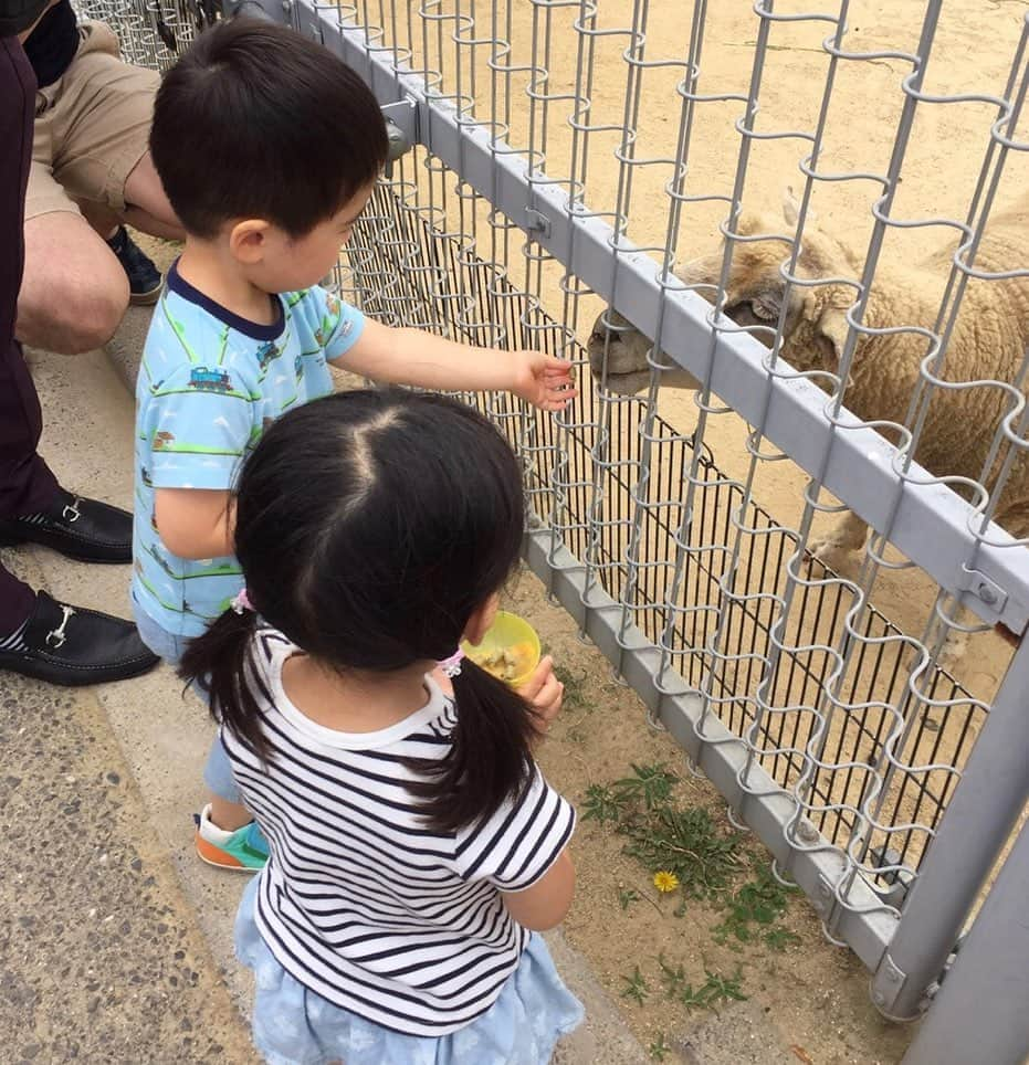 村田千弥さんのインスタグラム写真 - (村田千弥Instagram)「親戚のお兄ちゃんと一緒に天王寺動物園 🐏🌳 同い年の2人は波長が合ったようで、娘は人生ベスト3に入るハイテンションぶり！楽しんでくれて何よりでした🙌 それにしても、#天王寺動物園 もう年パス買った方がいいペースで来てるなぁ。。」6月24日 22時19分 - chr.0429