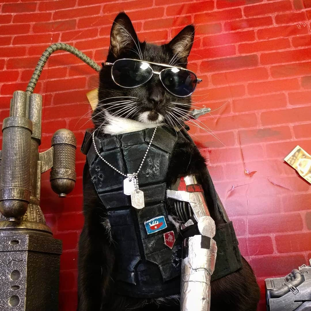 猫コスプレさんのインスタグラム写真 - (猫コスプレInstagram)「Ever wish you looked as cool in sunglasses as your cat?  Just us?  #Cyberpunk2077 #JohnnySilverhand #Caturday . . . . . . . . . #cyberpunk #cyberpunkaesthetic #catcostume #CatCosplay #cosplay #VideoGame #johnnysilverhandcosplay #cyberpunk2077cosplay #cat #sunglasses #coolcat #CyberpunkCosplay #cosplayer #cosplaybuild #cosplayersofinstagram」6月24日 22時21分 - cat_cosplay