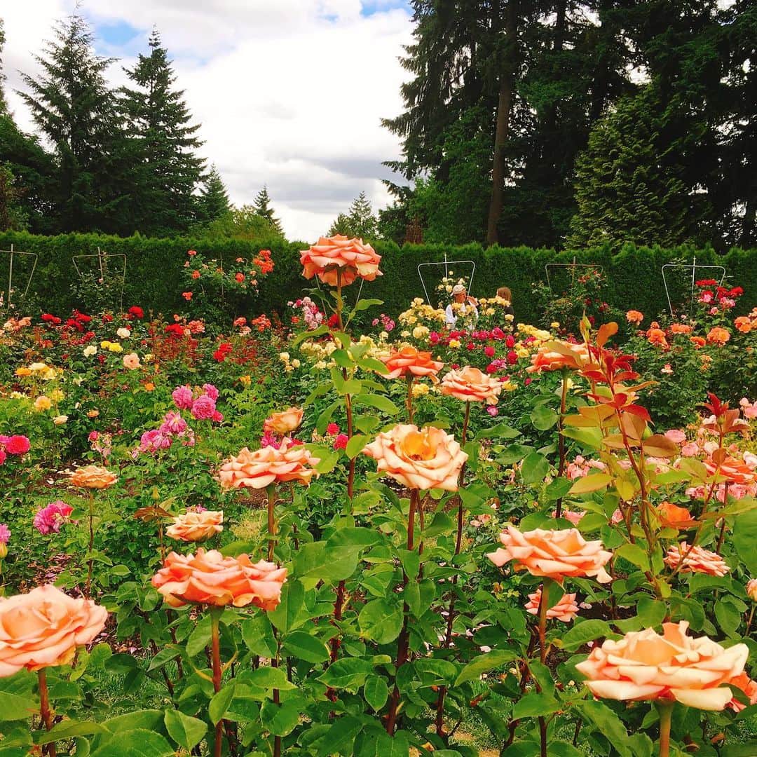 栗山麗美さんのインスタグラム写真 - (栗山麗美Instagram)「義理の両親がポートランドに遊びに来ているのでRose Gardenへ🌹  一万株のバラが植えられた全米で最も古い歴史を持つ公立バラ試験園だそう✨✨ 風が吹くとバラのとっても良い香りがふわ〜っと🥰クンクンしながらお散歩気持ちよかったー！  園内は想像以上に広くて初めて見る種類のバラもたくさん🌹 入場料無料なのも嬉しいです😳  #Rosegarden #internationalrosetestgarden #portland #oregon #rose #🌹 #ローズガーデン #ポートランド生活  #ポートランド #アメリカ暮らし #アメリカ育児 #アメリカ子育て #海外暮らし」6月24日 22時45分 - reimi.kuriyama