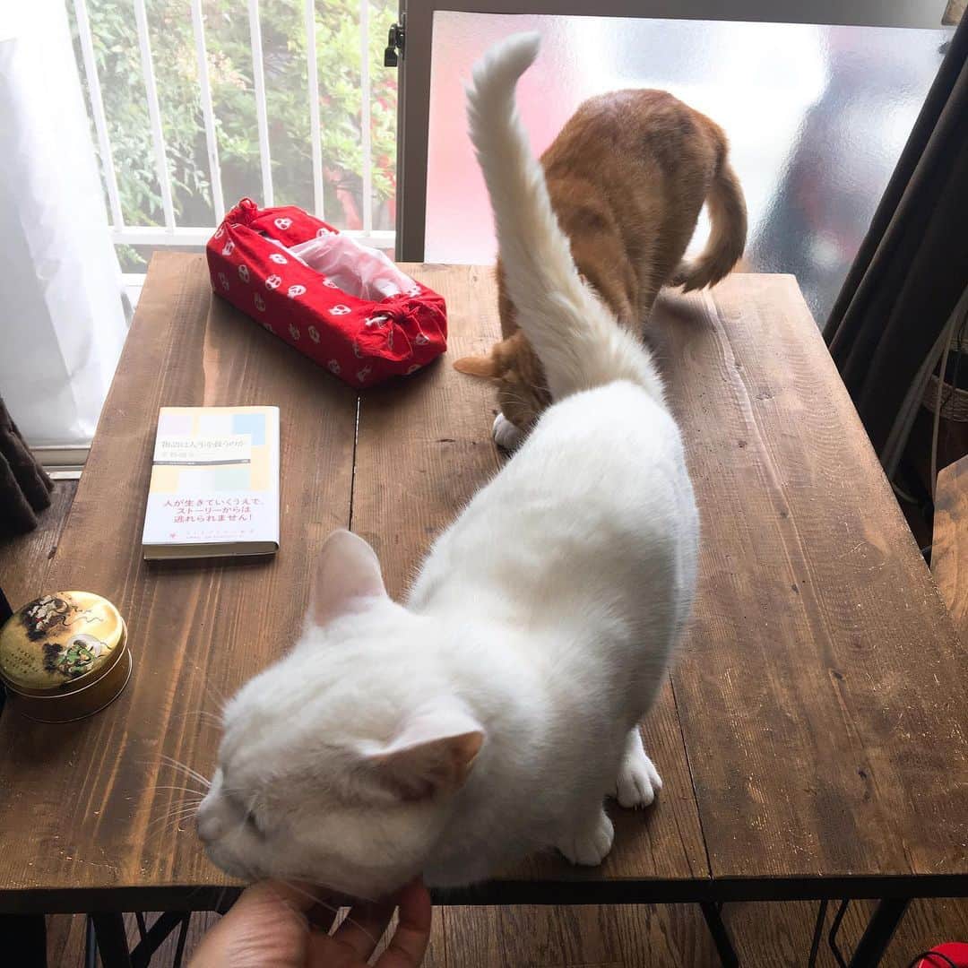 金巻ともこさんのインスタグラム写真 - (金巻ともこInstagram)「猫間関係 #kurohakuchai #cat #茶トラ #猫多頭飼い #tabby #orangetabby #whitecat #白猫」6月24日 22時50分 - tomotomoco