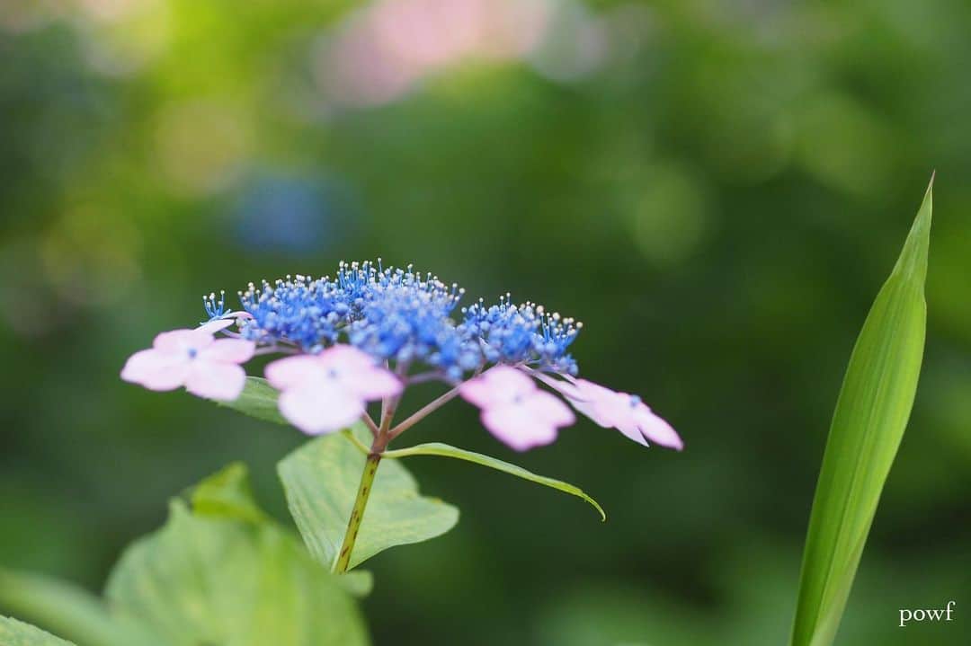 anemone_69のインスタグラム：「. #hydrangea #アジサイ #あじさい #紫陽花 #ガクアジサイ #額紫陽花 . . .」