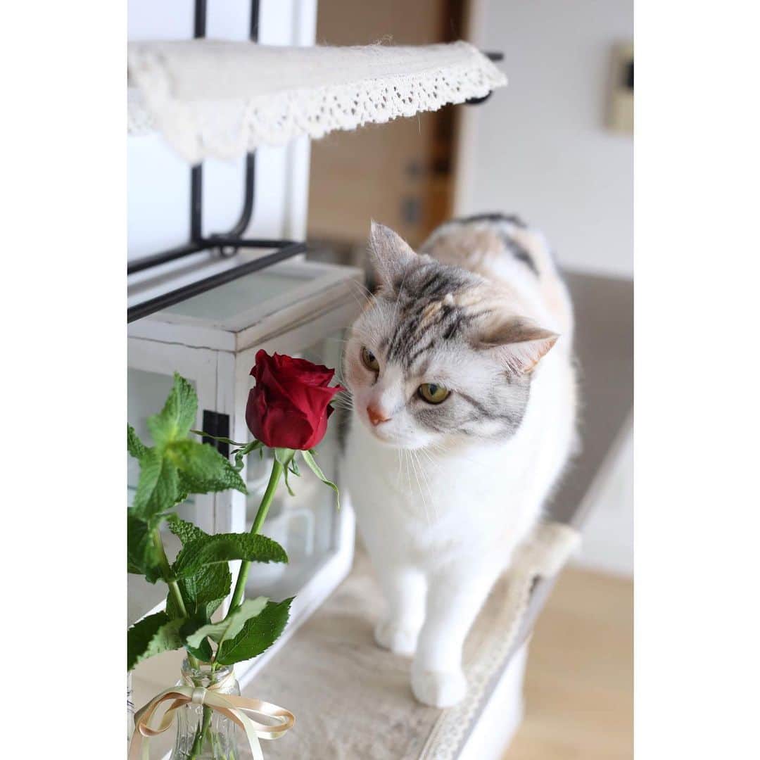 Natsukiのインスタグラム：「一輪の深紅の薔薇。おこちゃま雰囲気のしらすより、クラムの方が似合うなぁ笑  #cat  #scottishfold  #猫のいる暮らし  #ragdoll  #bloomeelife  #flower  #rose  #花のある暮らし」
