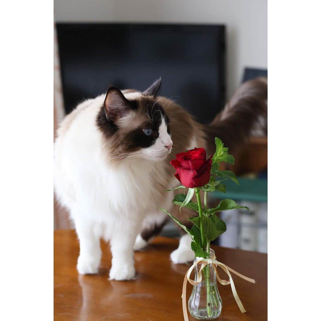 Natsukiさんのインスタグラム写真 - (NatsukiInstagram)「一輪の深紅の薔薇。おこちゃま雰囲気のしらすより、クラムの方が似合うなぁ笑  #cat  #scottishfold  #猫のいる暮らし  #ragdoll  #bloomeelife  #flower  #rose  #花のある暮らし」6月24日 22時59分 - milky517
