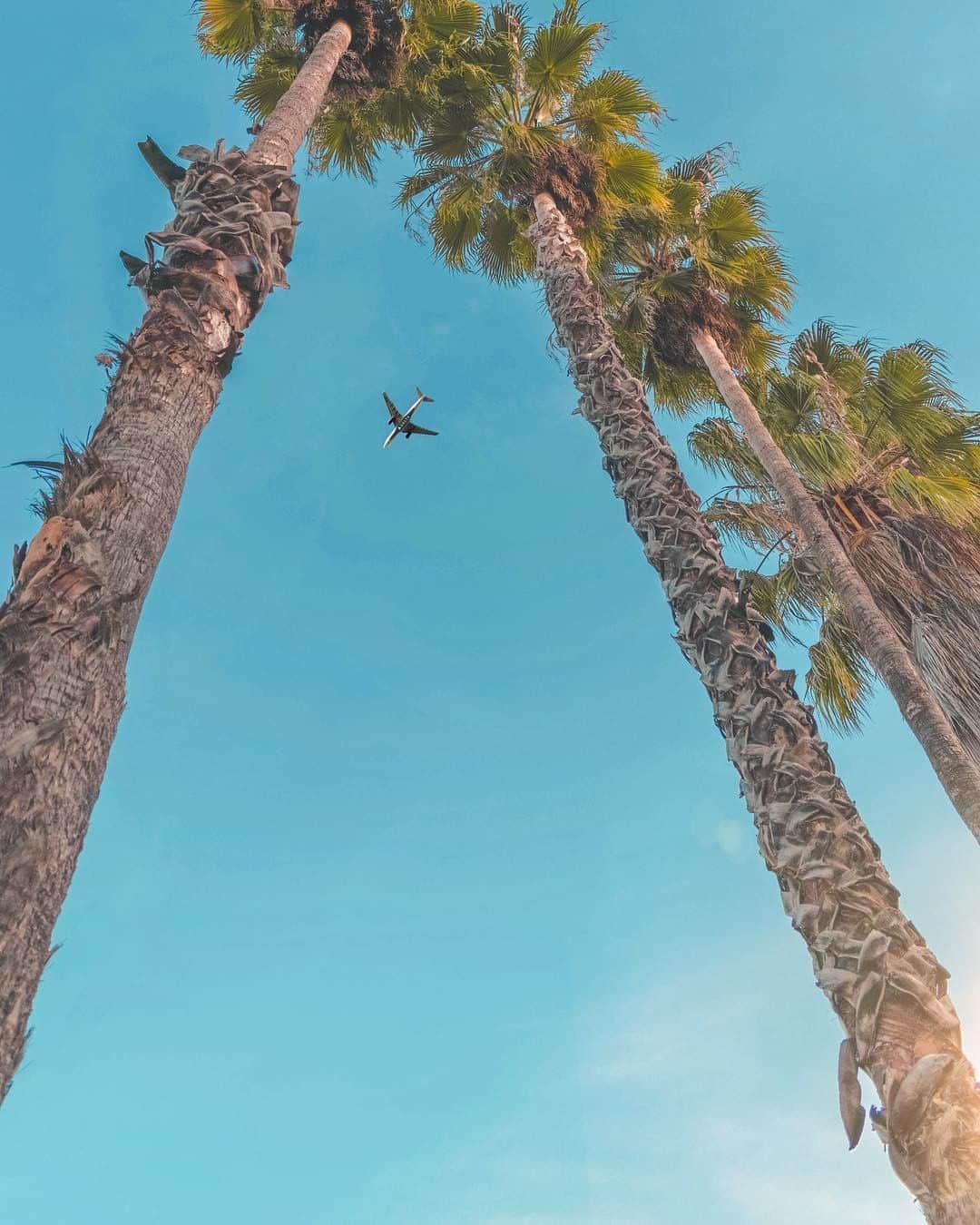 デルタ航空さんのインスタグラム写真 - (デルタ航空Instagram)「Clear blue skies and palm trees are the best signs of a vacation.  Photo: @samljose」6月24日 23時12分 - delta