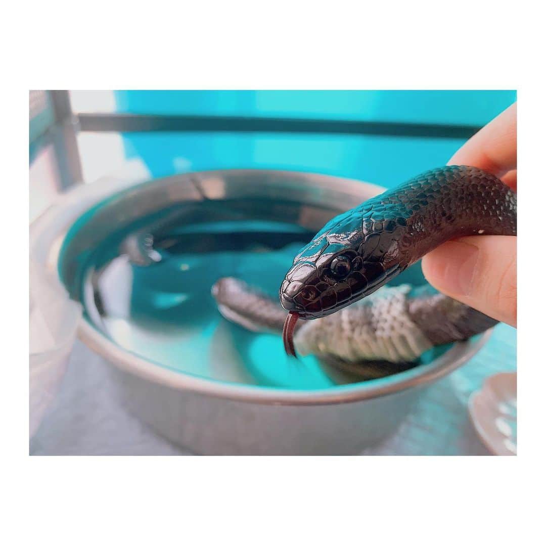鈴木友梨耶さんのインスタグラム写真 - (鈴木友梨耶Instagram)「. . .  くりくりのお目目、艶々のお肌、なんて美しいのだろう！うちのヘビさん❤︎ 脱皮が途中だったから剥けやすいようにお水に浸してます♪ 。 。 。 。  #ヘビ #蛇 #snakes #snakelover #レプタイルズ #reptiles #beautiful #メキシカンブラックキングスネーク #mexicanblackkingsnake #ROSEAREAL #YuRiya #鈴木友梨耶 #ゆりや動物園」6月24日 23時22分 - yuriyasuzuki_828