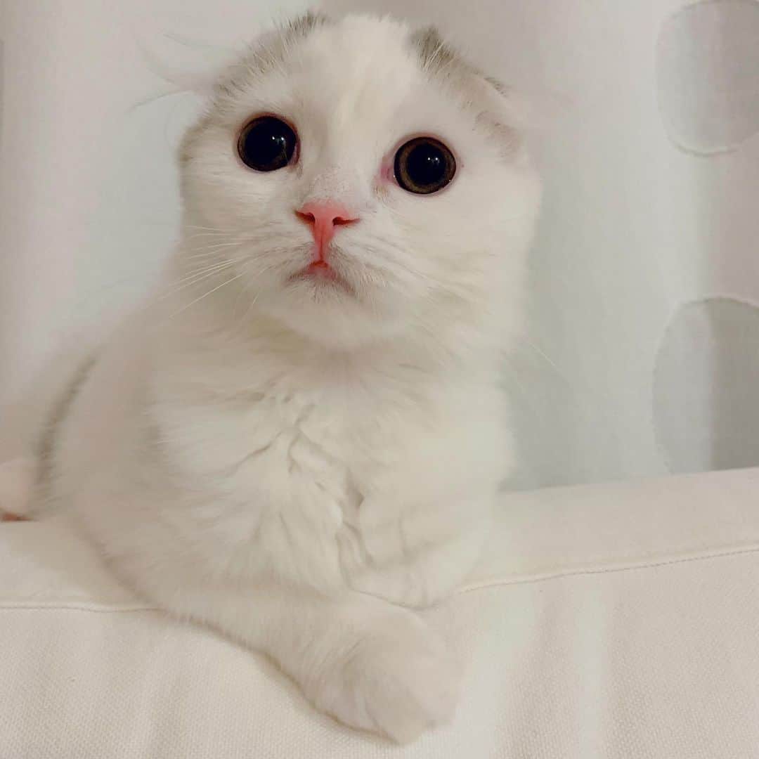 のんたのインスタグラム：「ぱんちゃんの血統書が届き、登録名が判明しました。 その名も…Medusa(メデューサ)😆 ちなみにお里でも3人兄妹でお兄ちゃんとお姉ちゃんがいる末っ子でした！ ・ #scottishfold #catstagram_japan #catsofinstagram #cats_of_instagram#catoftheday #purr #ilovemycat #bestmeow #catlover #cutecat #kittensofinstagram #cute #スコティッシュフォールド#スコティッシュフォールド子猫」