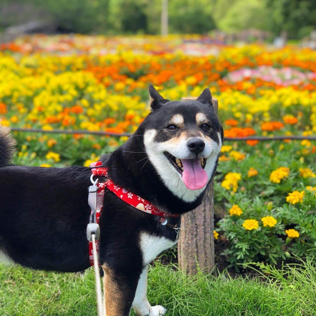 vo_coのインスタグラム：「🌼 飼い主、珍しく髪の毛を短く切ったら、自分の息子に人見知りされたらしいわんよ！ * #本文と画像は関係ございません #shibastagram #instashiba #shiba #shibainu #黒柴 #柴犬」