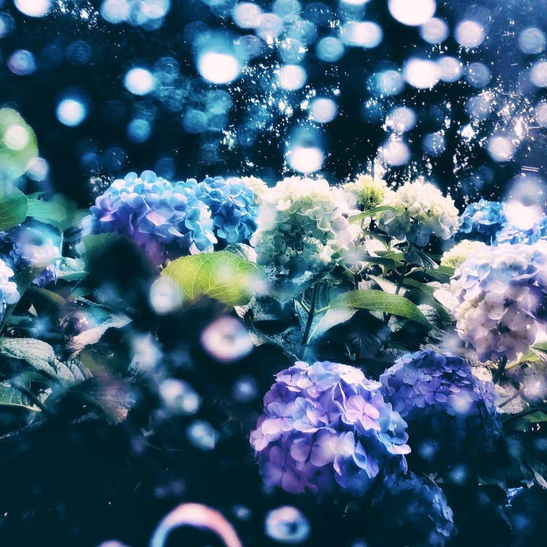 わっち☆ wacchiのインスタグラム：「* きっと僕が何も言えないのは この雨のせいで 雲が晴れる前に言い訳しておくんだ  #紫陽花 #hydrangea #ザ花部 #flowers #玉ボケ #bokeh #青 #blue #iPhoneX  #iphonegraphy #iphoneonly #mwjp #instagramjapan #igers #igersjp #shootermag #shootermag_japan #ig_photooftheday #hueart_life #reco_ig #vscocam #vsco #vscogood_ #indies_gram」