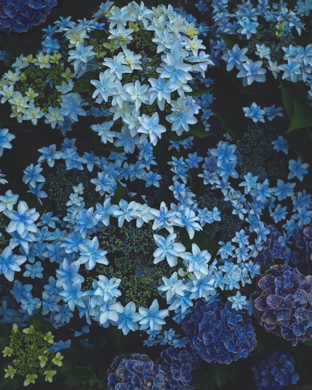 masayaさんのインスタグラム写真 - (masayaInstagram)「横浜イングリッシュガーデン Hydrangea  English Garden Yokohama  #flower #flowers #花 #あじさい #アジサイ#紫陽花」6月24日 23時37分 - moonlightice