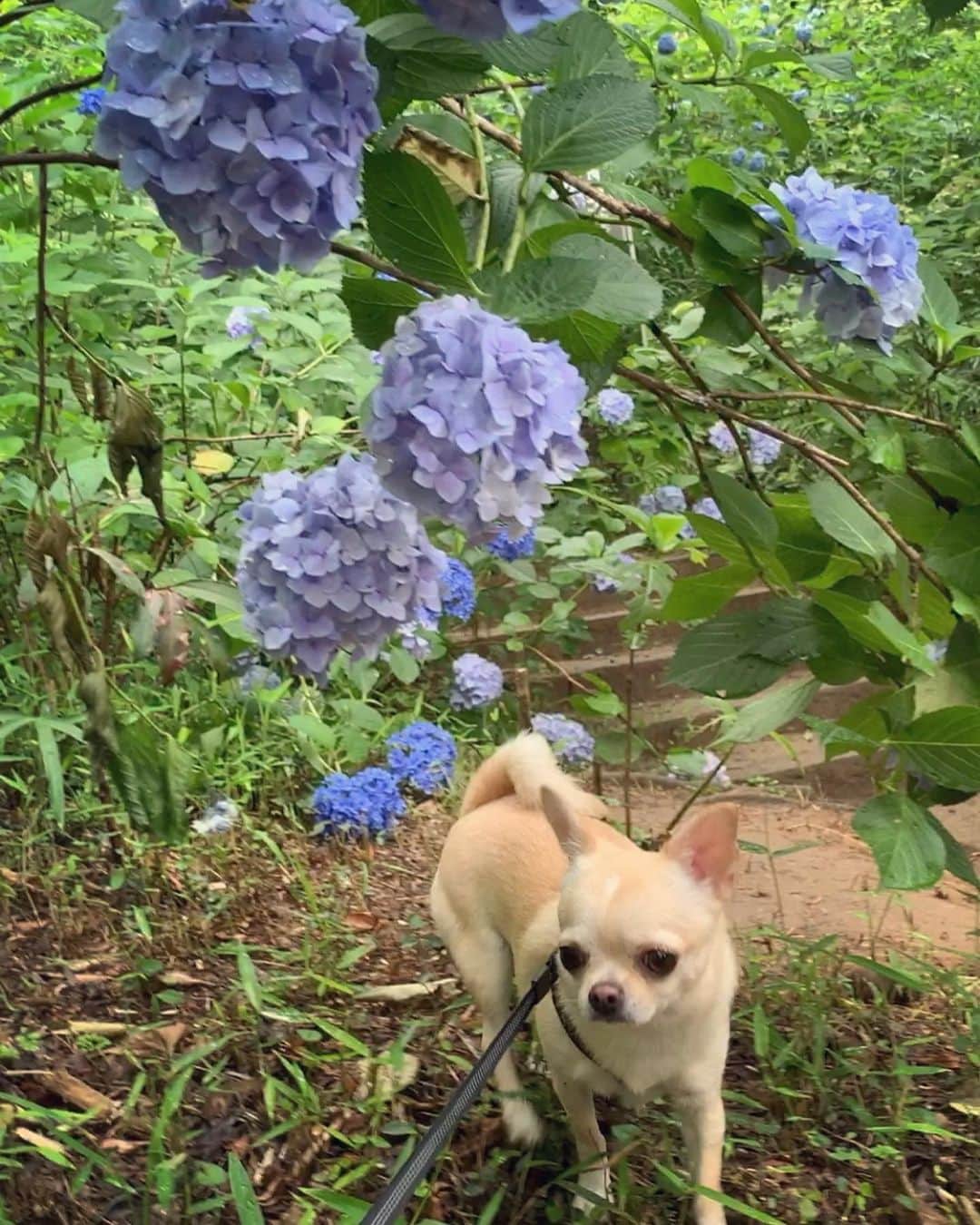 巴田みず希さんのインスタグラム写真 - (巴田みず希Instagram)「そして紫陽花と小晴くん💠 ・ イケメンは花を背負ってますますイケメンに。←親バカ ・ お出かけはいつも一緒🐕✨ ・ 大好き小晴くん😘 ・ ・ ・ #紫陽花 #アジサイ #hydrangea #いつも一緒 #ワンコ同伴 #犬同伴 #お出かけ #赤ちゃんとお出かけ #赤ちゃんと犬のいる生活 #赤ちゃんのいる生活 #10ヶ月 #10monthsbaby #whatabeautifulday #育児 #子育て #幸せな時間 #30代初ママ #新米ママと繋がりたい #ママリ #女の子ママ #babyandme #babygirl」6月24日 23時44分 - mizukitomoda