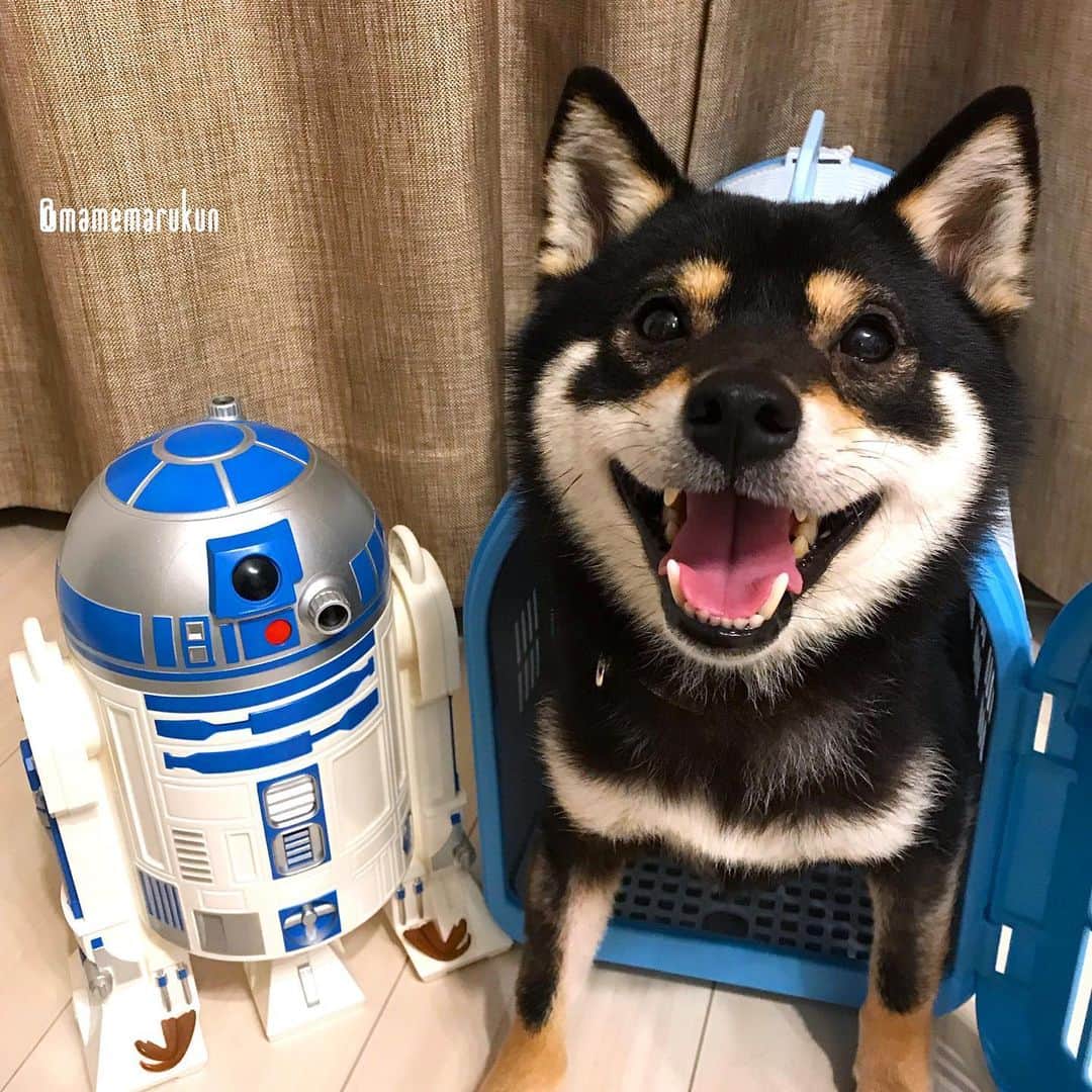 まめ丸のインスタグラム：「* * 今日でぼくのすきなスターウォーズが日本上陸40周年なんだって🐶💓 だいすきなR2D2さんと❣️ * May the forth be with you🐶⭐️ * #ぼくは黒いからダースベイダー役かな #完結編はやくみたいな #スカイウォーカーの夜明け * #柴犬#豆柴#柴#黒柴#犬#shiba#shibainu#shibastagram#shibadog#puppy#instadog#dogstagram#dog#instashiba#petstagram#cute#adorable#강아지#멍스타그램#starwars#doglover#まめ丸の別荘#maytheforcebewithyou#starwars#スターウォーズ#まめ丸何の日シリーズ」
