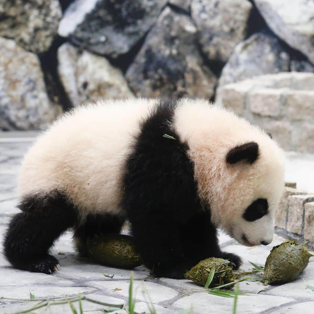 パンダ（白浜）さんのインスタグラム写真 - (パンダ（白浜）Instagram)「🐼 😊 #HELLOLITTLE 🐼🐼🐼 #ハローリトル #baby #pandamental #hellopanda #ハローパンダ #パンダグラビア and #panda #pandababy 🐼🐼🐼 ⭐︎『HELLO LITTLE』IN STORE NOW⭐️ #彩浜 meets 💩💩💩」6月24日 23時55分 - hellopanda_book