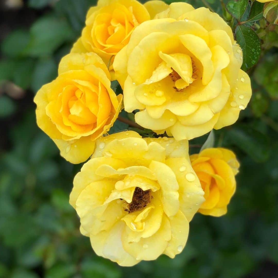 ニューヨーク植物園さんのインスタグラム写真 - (ニューヨーク植物園Instagram)「The Peggy Rockefeller Rose Garden is a home to summer color at NYBG—and it looks great from any angle. Don’t miss this spectacular collection during your visit! #plantlove #floribunda * * Yellow rose - Floribunda rose, Garden Delight™」6月25日 0時05分 - nybg