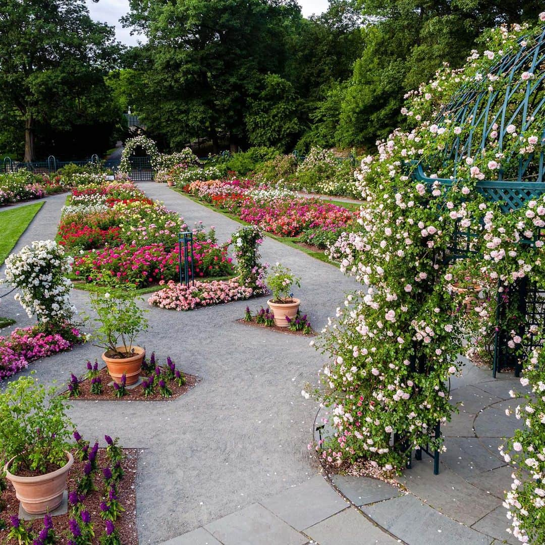 ニューヨーク植物園さんのインスタグラム写真 - (ニューヨーク植物園Instagram)「The Peggy Rockefeller Rose Garden is a home to summer color at NYBG—and it looks great from any angle. Don’t miss this spectacular collection during your visit! #plantlove #floribunda * * Yellow rose - Floribunda rose, Garden Delight™」6月25日 0時05分 - nybg