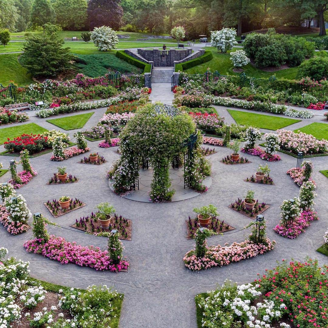 ニューヨーク植物園さんのインスタグラム写真 - (ニューヨーク植物園Instagram)「The Peggy Rockefeller Rose Garden is a home to summer color at NYBG—and it looks great from any angle. Don’t miss this spectacular collection during your visit! #plantlove #floribunda * * Yellow rose - Floribunda rose, Garden Delight™」6月25日 0時05分 - nybg