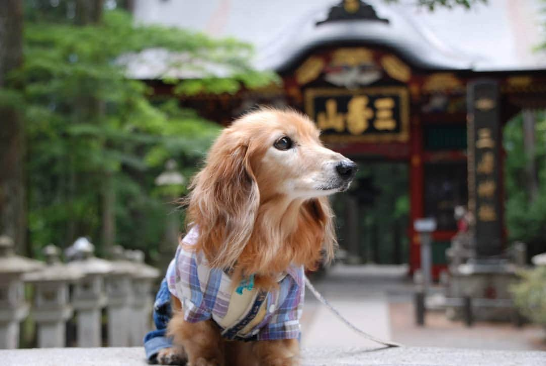 ?モデル?大地?さんのインスタグラム写真 - (?モデル?大地?Instagram)「♪🐾2019*6*24🐾 . 先日、埼玉県にある三峯神社に 御参りに行って来ました✨😉 . . 日本に7ヶ所しかない 珍しい三ツ鳥居をくぐって参道を進むと . とても立派な随身門がありました。😉 . この門だけでも、暫く見ていられる位 本当に素敵でした。😆😆😆 . . 【続く🐾】 . . 🐾🐾🐾🐾🐾🐾🐾🐾🐾🐾🐾🐾🐾🐾 . #大地#大好き#だいすき #いつも一緒#ずっと一緒 #大地なしでは生きて行けませんw #いぬ#犬#わんこ#ワンコ . #愛犬 #犬バカ部#いぬら部#いぬすたぐらむ #犬のいる暮らし #pecoいぬ部#埼玉#三峰神社  #神社#お参り# . #お出かけ#ありがとうございました#感謝 #横浜#yokohama#神奈川 #ミニチュアダックスフンド#ミニチュアダックス #ダックスフンド#ダックス」6月24日 23時58分 - sachi_daichi