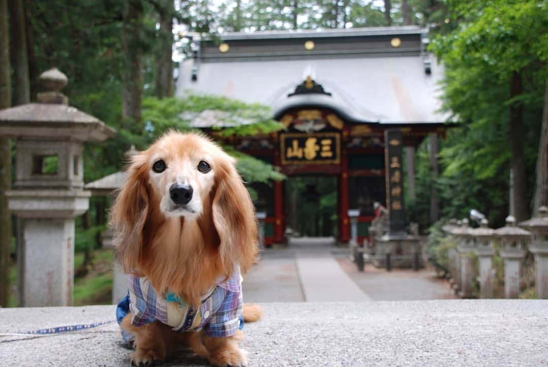 ?モデル?大地?さんのインスタグラム写真 - (?モデル?大地?Instagram)「♪🐾2019*6*24🐾 . 先日、埼玉県にある三峯神社に 御参りに行って来ました✨😉 . . 日本に7ヶ所しかない 珍しい三ツ鳥居をくぐって参道を進むと . とても立派な随身門がありました。😉 . この門だけでも、暫く見ていられる位 本当に素敵でした。😆😆😆 . . 【続く🐾】 . . 🐾🐾🐾🐾🐾🐾🐾🐾🐾🐾🐾🐾🐾🐾 . #大地#大好き#だいすき #いつも一緒#ずっと一緒 #大地なしでは生きて行けませんw #いぬ#犬#わんこ#ワンコ . #愛犬 #犬バカ部#いぬら部#いぬすたぐらむ #犬のいる暮らし #pecoいぬ部#埼玉#三峰神社  #神社#お参り# . #お出かけ#ありがとうございました#感謝 #横浜#yokohama#神奈川 #ミニチュアダックスフンド#ミニチュアダックス #ダックスフンド#ダックス」6月24日 23時58分 - sachi_daichi