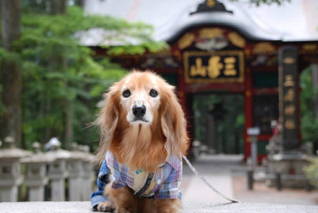 ?モデル?大地?さんのインスタグラム写真 - (?モデル?大地?Instagram)「♪🐾2019*6*24🐾 . 先日、埼玉県にある三峯神社に 御参りに行って来ました✨😉 . . 日本に7ヶ所しかない 珍しい三ツ鳥居をくぐって参道を進むと . とても立派な随身門がありました。😉 . この門だけでも、暫く見ていられる位 本当に素敵でした。😆😆😆 . . 【続く🐾】 . . 🐾🐾🐾🐾🐾🐾🐾🐾🐾🐾🐾🐾🐾🐾 . #大地#大好き#だいすき #いつも一緒#ずっと一緒 #大地なしでは生きて行けませんw #いぬ#犬#わんこ#ワンコ . #愛犬 #犬バカ部#いぬら部#いぬすたぐらむ #犬のいる暮らし #pecoいぬ部#埼玉#三峰神社  #神社#お参り# . #お出かけ#ありがとうございました#感謝 #横浜#yokohama#神奈川 #ミニチュアダックスフンド#ミニチュアダックス #ダックスフンド#ダックス」6月24日 23時58分 - sachi_daichi