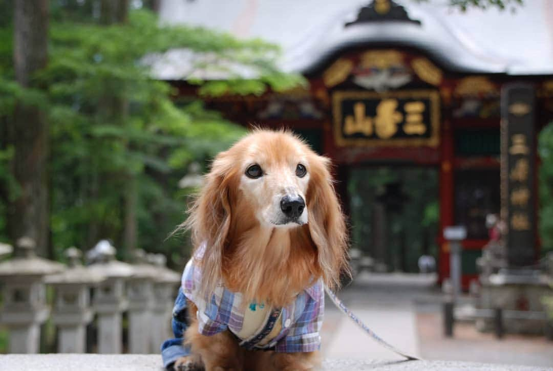 ?モデル?大地?さんのインスタグラム写真 - (?モデル?大地?Instagram)「♪🐾2019*6*24🐾 . 先日、埼玉県にある三峯神社に 御参りに行って来ました✨😉 . . 日本に7ヶ所しかない 珍しい三ツ鳥居をくぐって参道を進むと . とても立派な随身門がありました。😉 . この門だけでも、暫く見ていられる位 本当に素敵でした。😆😆😆 . . 【続く🐾】 . . 🐾🐾🐾🐾🐾🐾🐾🐾🐾🐾🐾🐾🐾🐾 . #大地#大好き#だいすき #いつも一緒#ずっと一緒 #大地なしでは生きて行けませんw #いぬ#犬#わんこ#ワンコ . #愛犬 #犬バカ部#いぬら部#いぬすたぐらむ #犬のいる暮らし #pecoいぬ部#埼玉#三峰神社  #神社#お参り# . #お出かけ#ありがとうございました#感謝 #横浜#yokohama#神奈川 #ミニチュアダックスフンド#ミニチュアダックス #ダックスフンド#ダックス」6月24日 23時58分 - sachi_daichi