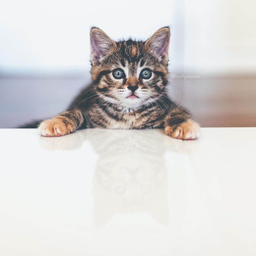 Holly Sissonのインスタグラム：「Ready to tackle the week! 😹  #toronto #kitten #tabbykitty #mainecoon (See more of Emma on @pitterpatterfurryfeet) ~ Canon 1D X MkII + 35 f1.4L II @ f1.4  See my bio for full camera equipment information plus info on how I process my images. 😊 ~ @bestmeow #bestmeow」