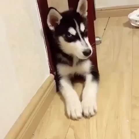 husky and malamuteのインスタグラム：「I may have found the husky’s sound adjustment switch.😂🤣」