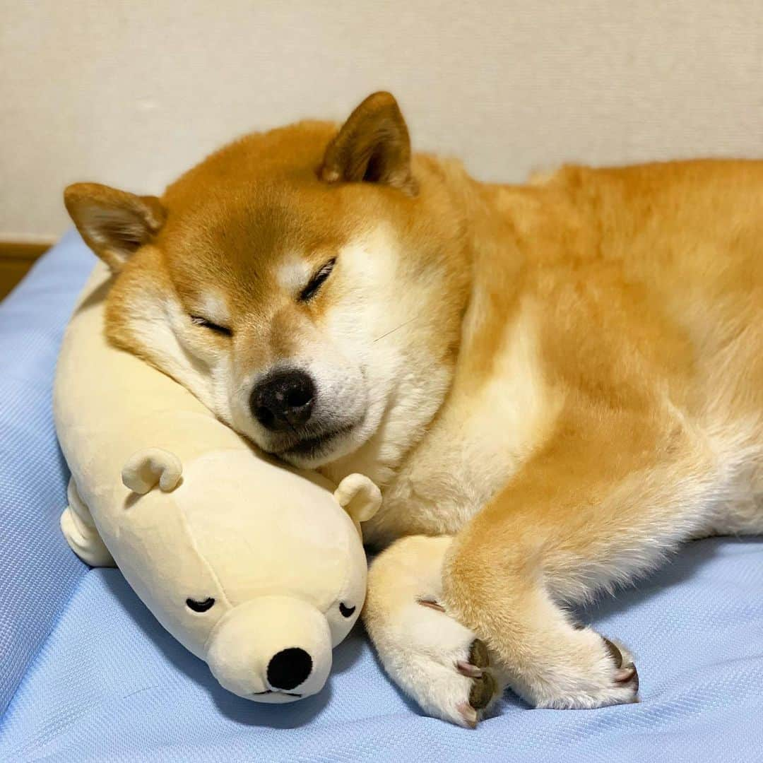 まる（まるたろう）さんのインスタグラム写真 - (まる（まるたろう）Instagram)「Good night!!✨🐶💤✨シロクマさんちょっと肩貸してね #って肩ないか🥴 #ごめんごめん #背中貸してね #ちなみにほっぺたムニってなってるのは #お肉じゃないよ #皮だからね #間違えないよーに #テストに出るからね」6月25日 0時18分 - marutaro