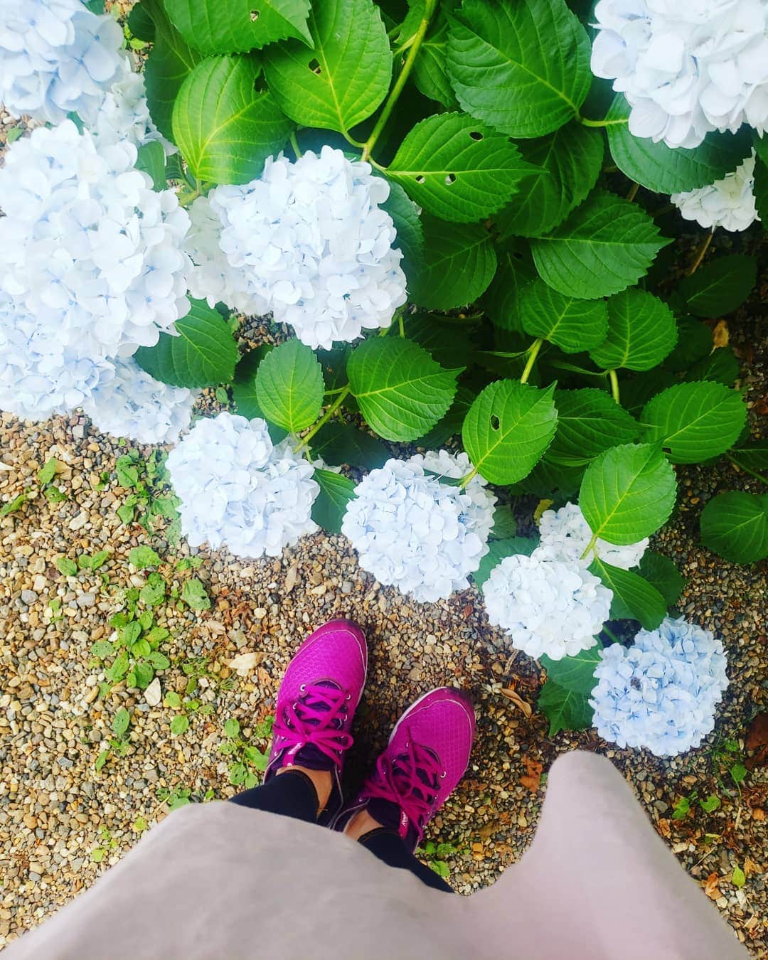 服部ひで子のインスタグラム：「関西は梅雨入り遅くて、紫陽花も脱水症気味ですね…(TT)。 やっと、今週は☂️雨が降るみたいで安心しました。  紫陽花よ、それまで頑張るんだぞーーー(。>д<)！！！ 明日からは、 西梅田劇場⭐諸見里大介リーダー週に、出演させていただきますﾟ+.ﾟ(´▽`人)ﾟ+.ﾟ  是非、観に来てくださいませ♪」