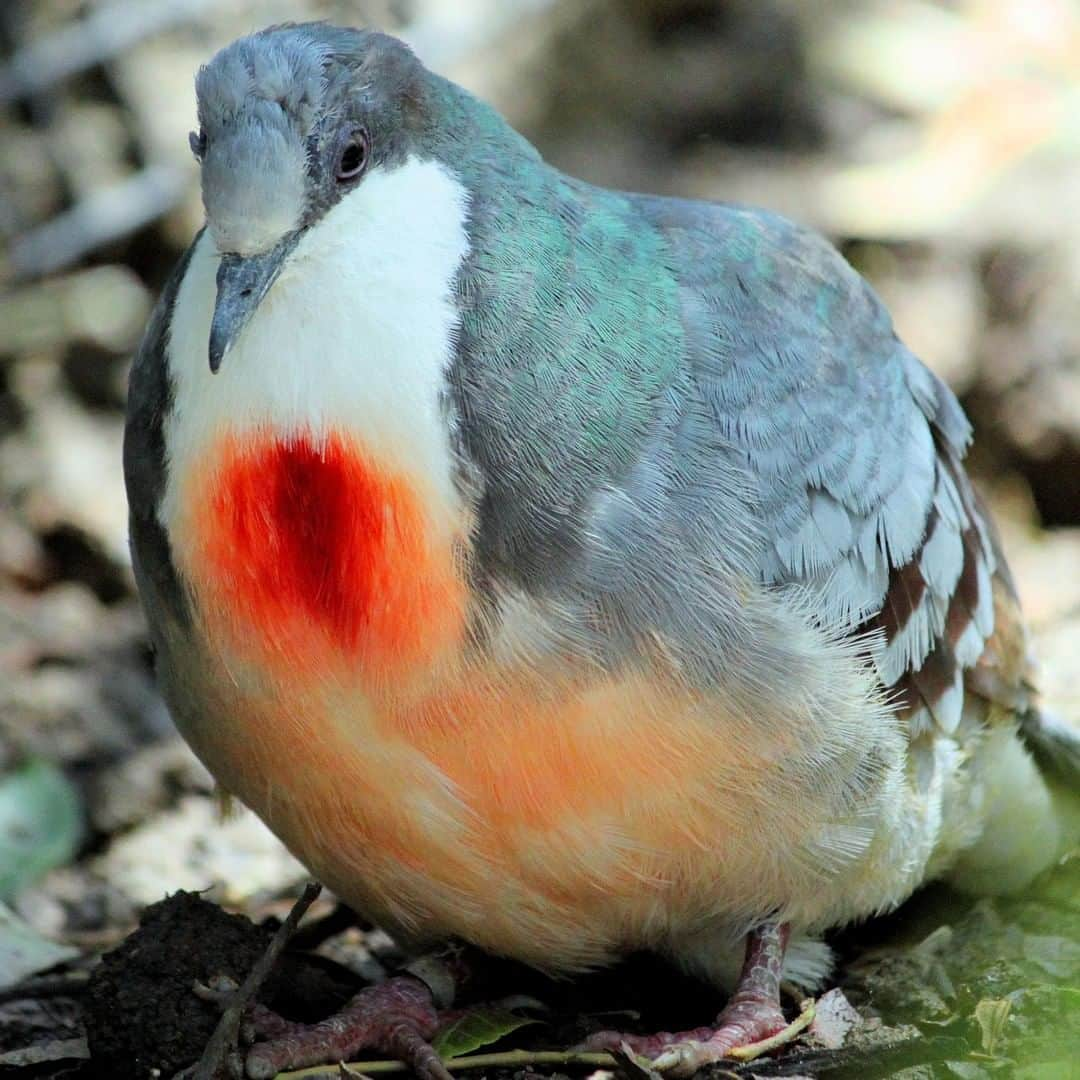 アニマルプラネットさんのインスタグラム写真 - (アニマルプラネットInstagram)「The red patch on this doves heart looks like it's BLEEDING. For bleeding heart doves, parenting is a full time job. Both parents take turns sitting on the nest! . . . . . #animalplanetupclose #animalsofinstagram #animalplanet #animaloftheday #wild #wildlife #outdoors #animals #wildanimals #conservation #nature #animallovers #instanature #wildgeography  #bleedingheartdove #birdsofig」6月25日 1時00分 - animalplanet