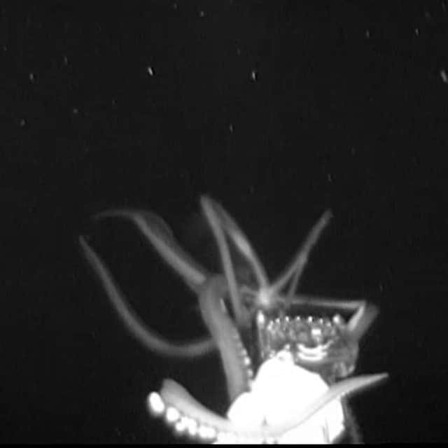 VICEさんのインスタグラム写真 - (VICEInstagram)「WOAH. A rare giant squid has been caught on camera in U.S. waters for the first time. 🚨🚨 Watch the footage of the deep-sea giant at the link in bio.  Image still via NOAA, Edith Widder and Nathan Robinson.」6月25日 1時30分 - vice