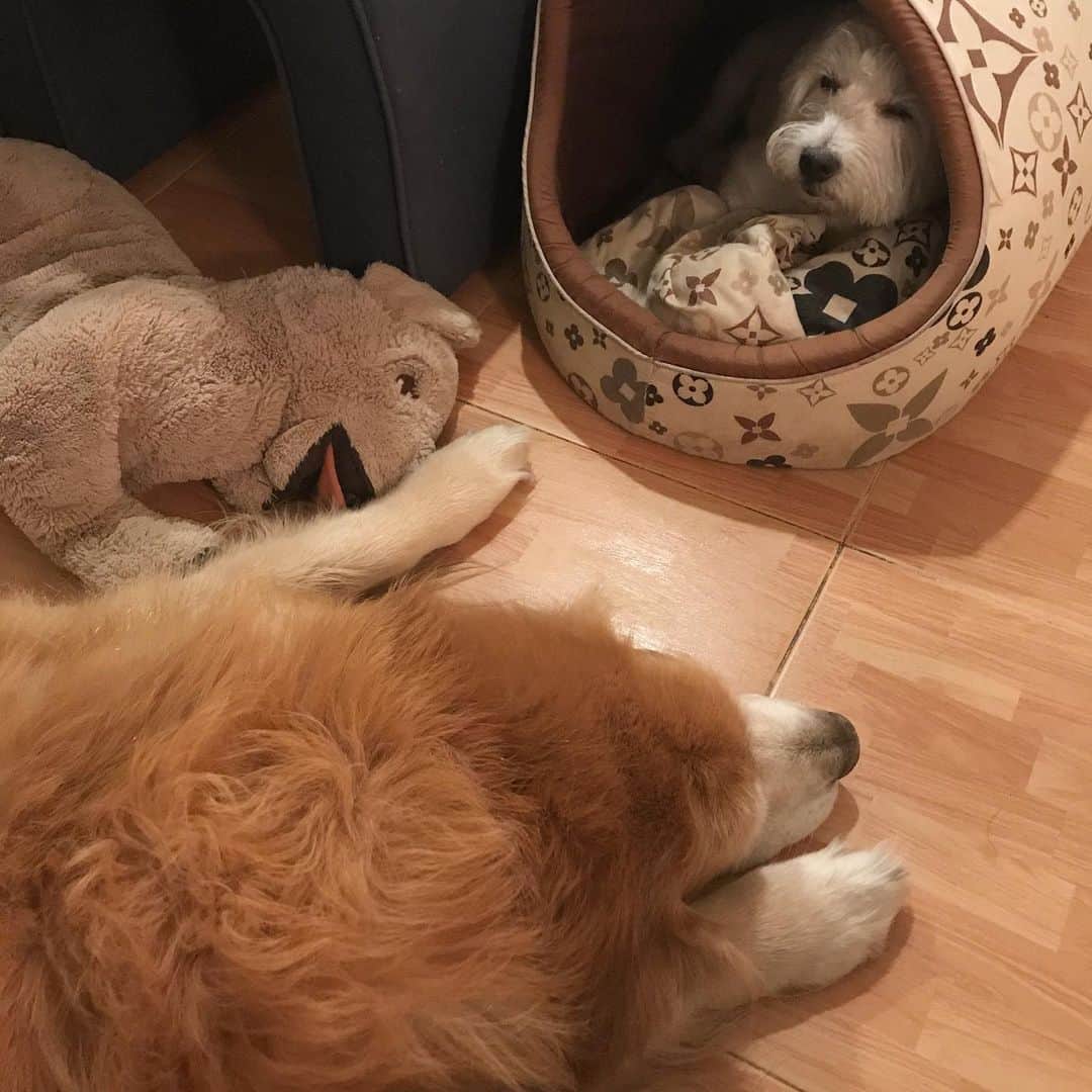 Hoykong&Plamuekのインスタグラム：「Good night 💤 Sweet dream everyone ❤️ #hkpm」