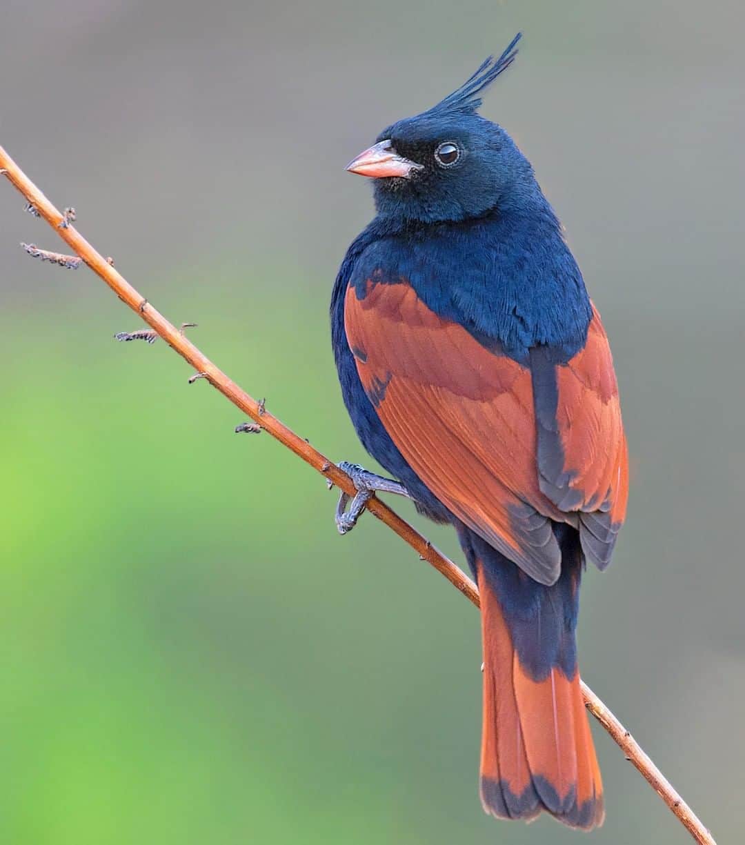 Discoveryさんのインスタグラム写真 - (DiscoveryInstagram)「“This Crested Bunting posed perfectly on the branch for me; camera ready from the moment he sat down." 📸 + caption by Pratik Humnabadkar (@pratikhumnabadkar) . . . . #photography #photooftheday #explore #naturephotography #nature #potd #travelIG #wow #MpndayMotivation #birdIG #birdwatching #crestedbunting」6月25日 1時57分 - discovery