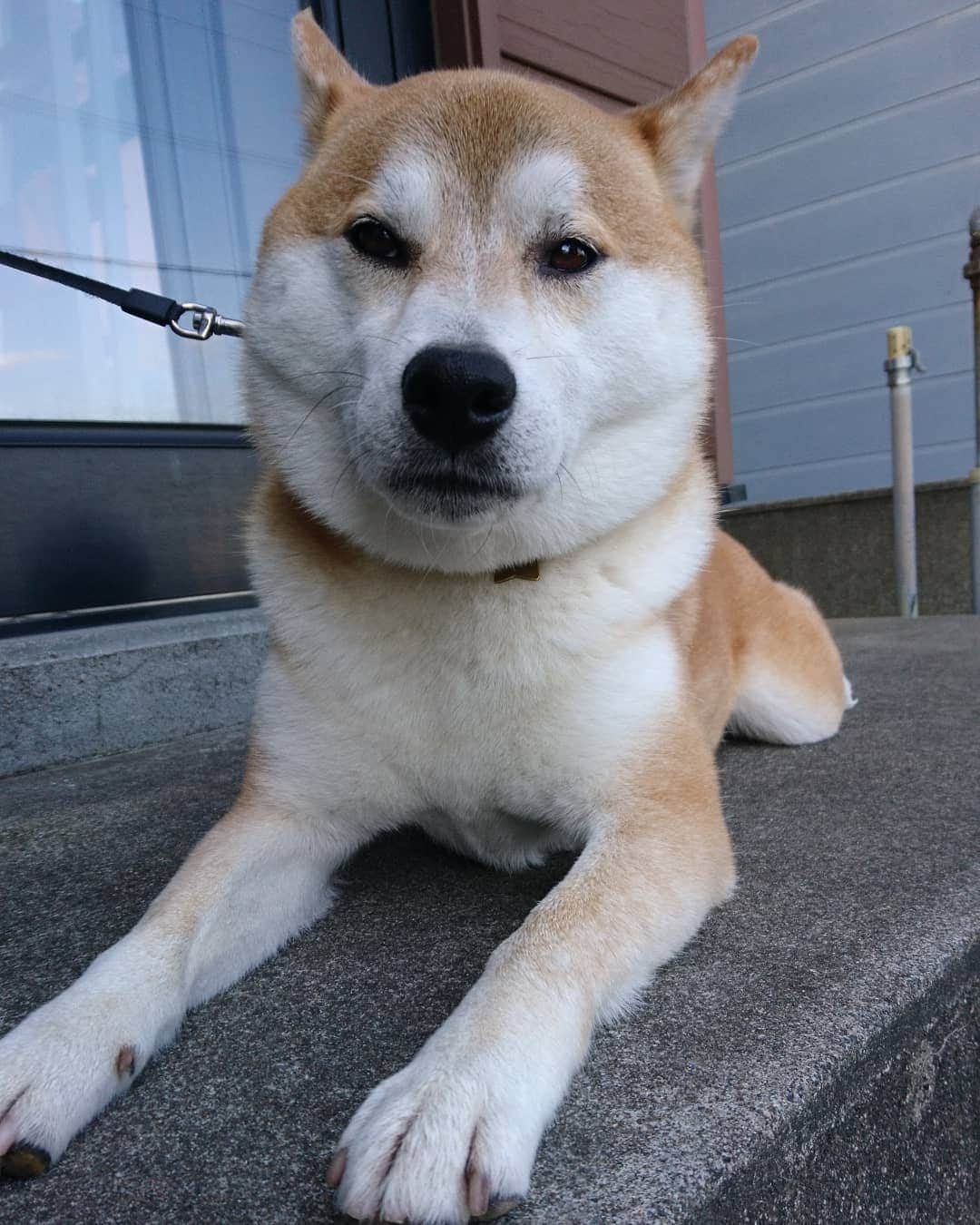 柴犬⭐️サスケさんのインスタグラム写真 - (柴犬⭐️サスケInstagram)「おはわん #柴北会#柴犬#赤柴#飛騨高山#お土産#飛騨牛入クッキー#飛騨牛#茶助#犬ら部 #ふわもこ部 #わんだフォ #pecoいぬ部 #shibagram#shibastagram #🐶📷」6月25日 7時26分 - shiba20150405