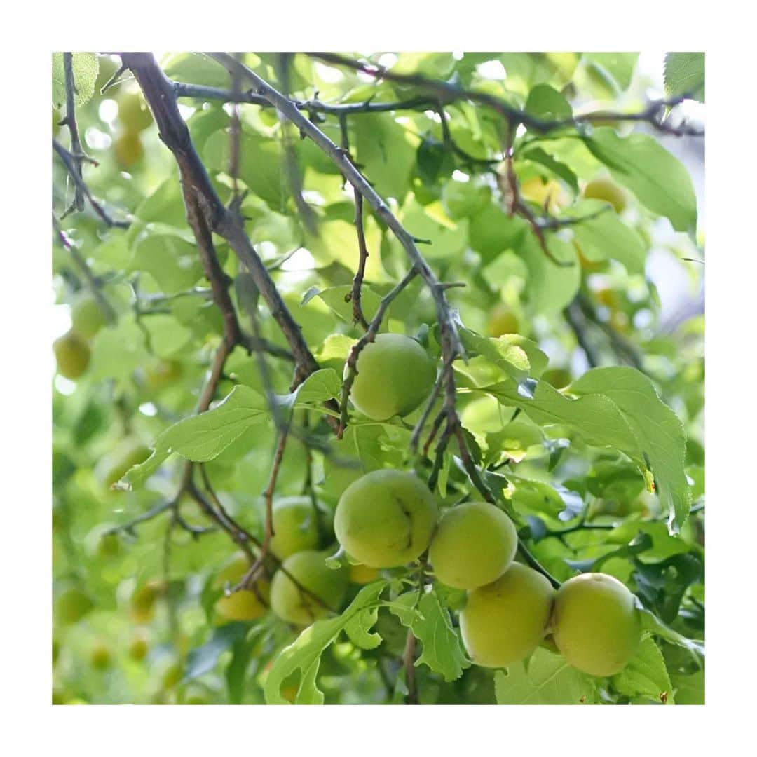 稲沢朋子さんのインスタグラム写真 - (稲沢朋子Instagram)「梅の実が美味しそうに沢山なっていたよ みんなで〜☺️ 手作りごま団子❤️ 美味しかった〜」6月25日 2時13分 - ina_tomo