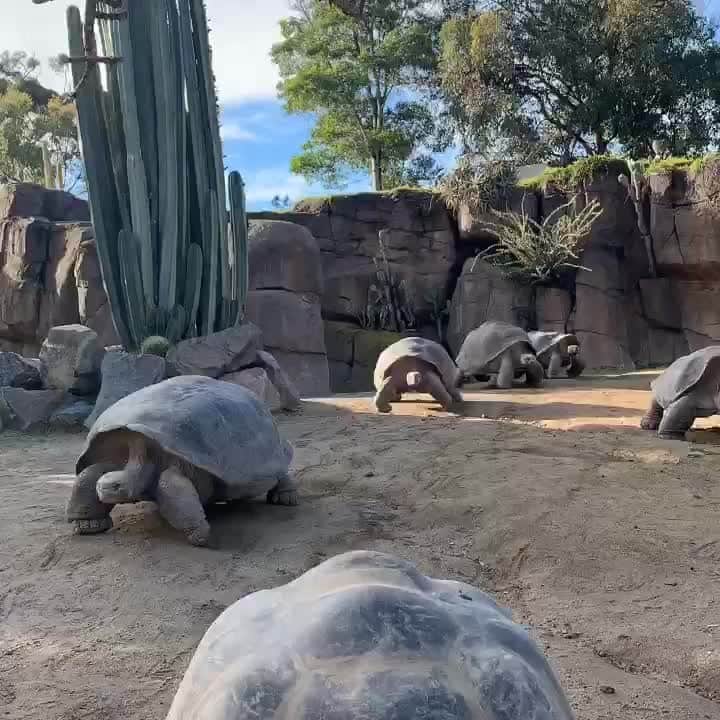 San Diego Zooのインスタグラム