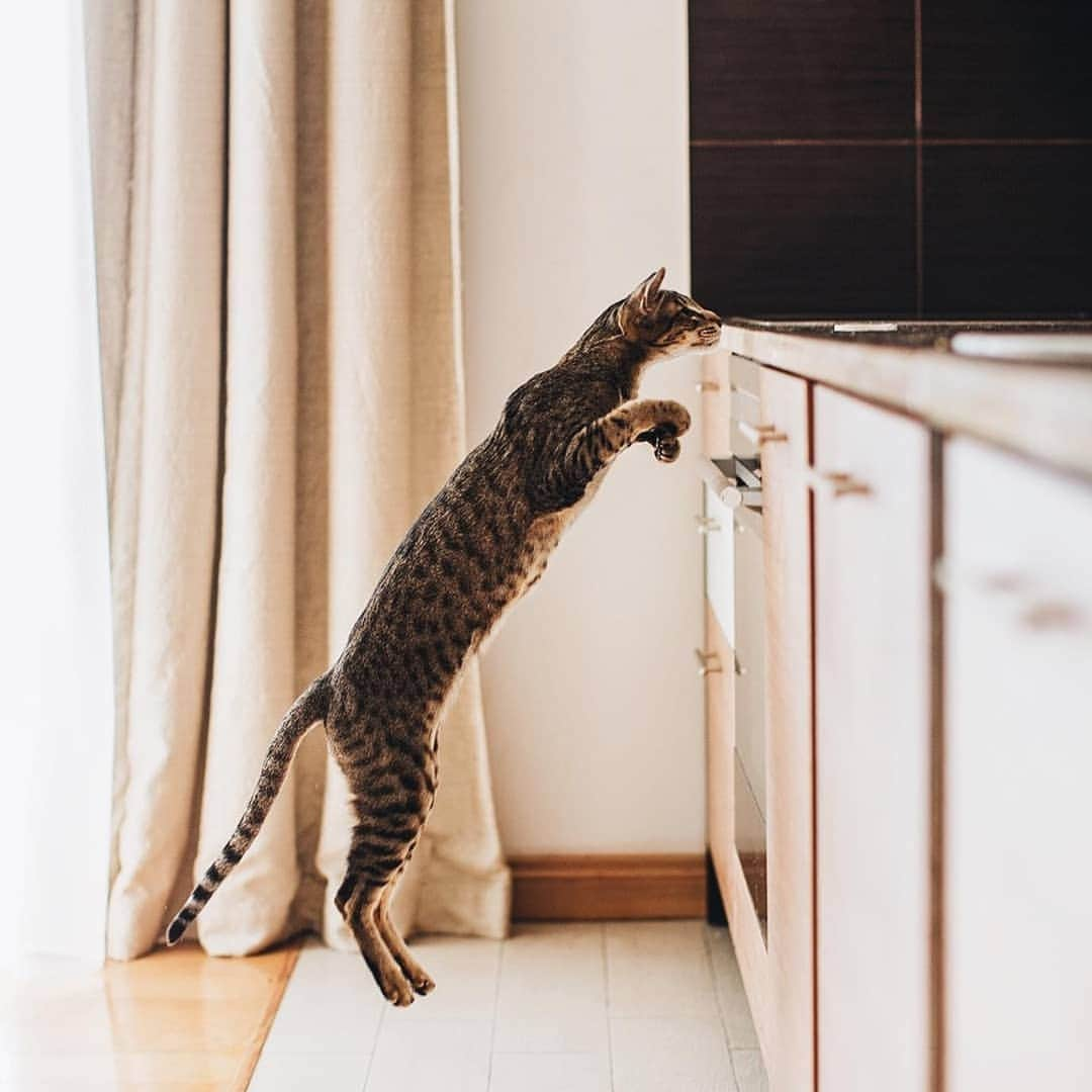 CatStockerさんのインスタグラム写真 - (CatStockerInstagram)「Hello! #catstocker is here!  Follow our FURRriend @kingsofmeow  Scroll right for more pictures 👉 . . . . . . #cat #neko #mačka #chat #kočka #котка #kotek #kot #кіт #mače #кошка #кот #katze #gato #gatto  #子猫 #kattunge #猫 #고양이 #貓 #kedi #köttur #kissanpentu #חתול #кішка #子猫 #고양이새끼 #kitty #cats」6月25日 3時37分 - catstocker