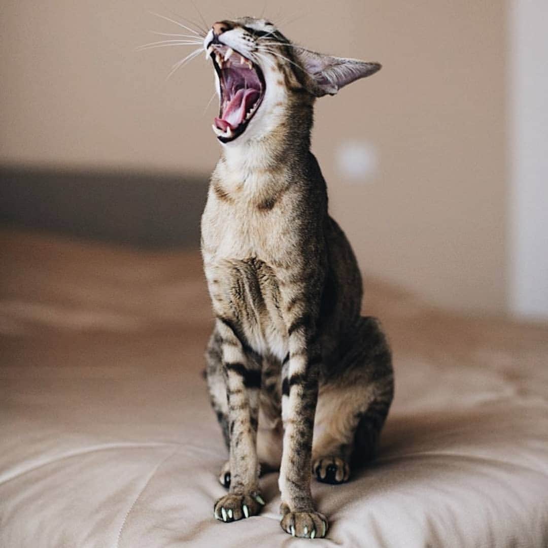 CatStockerのインスタグラム：「Hello! #catstocker is here!  Follow our FURRriend @kingsofmeow  Scroll right for more pictures 👉 . . . . . . #cat #neko #mačka #chat #kočka #котка #kotek #kot #кіт #mače #кошка #кот #katze #gato #gatto  #子猫 #kattunge #猫 #고양이 #貓 #kedi #köttur #kissanpentu #חתול #кішка #子猫 #고양이새끼 #kitty #cats」