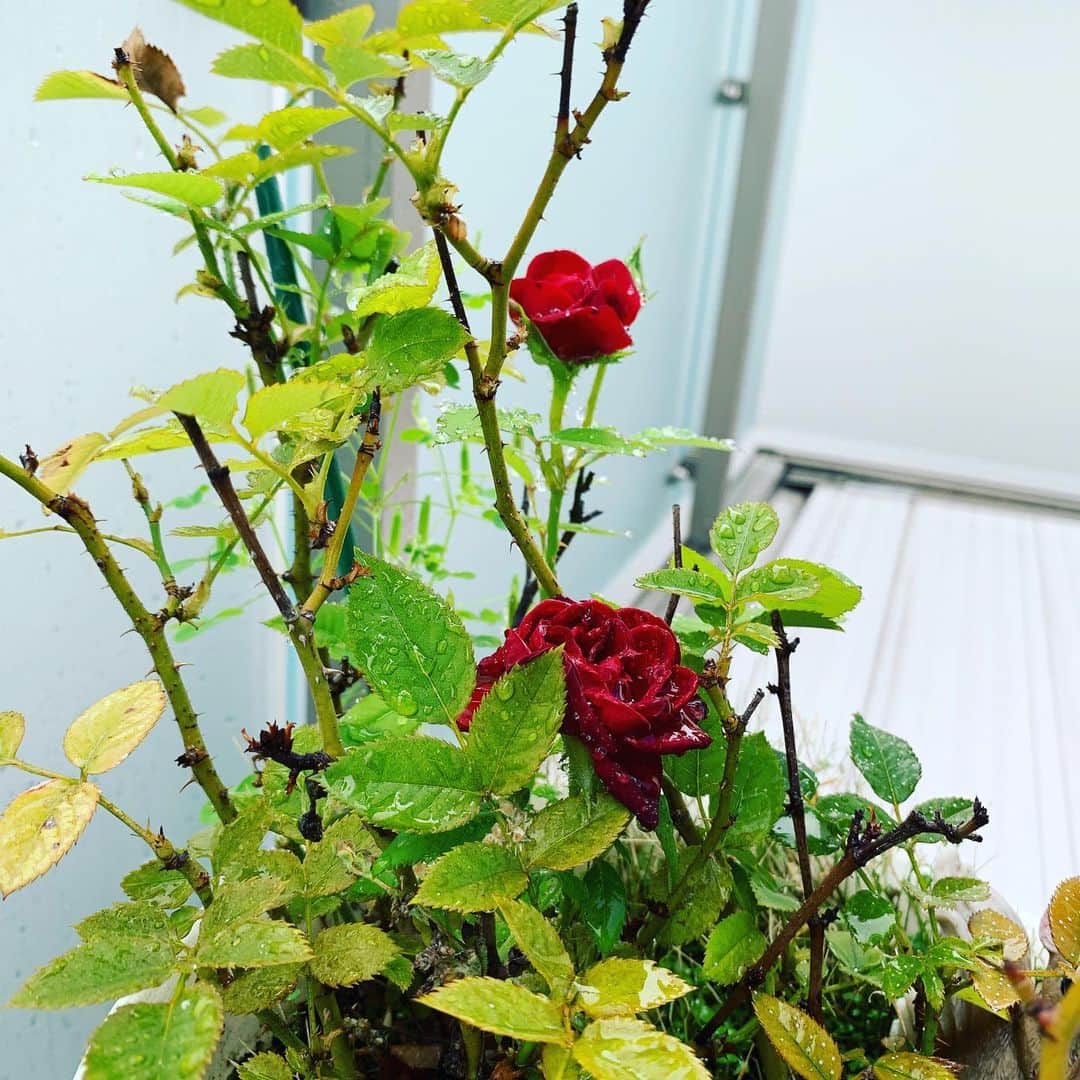 橋本志穂さんのインスタグラム写真 - (橋本志穂Instagram)「ちょっと前に、 地味な薔薇の花の話をしたのですが、 何気に昨日見たら もう一輪咲いてた❣️」6月25日 3時46分 - shihohashimoto3