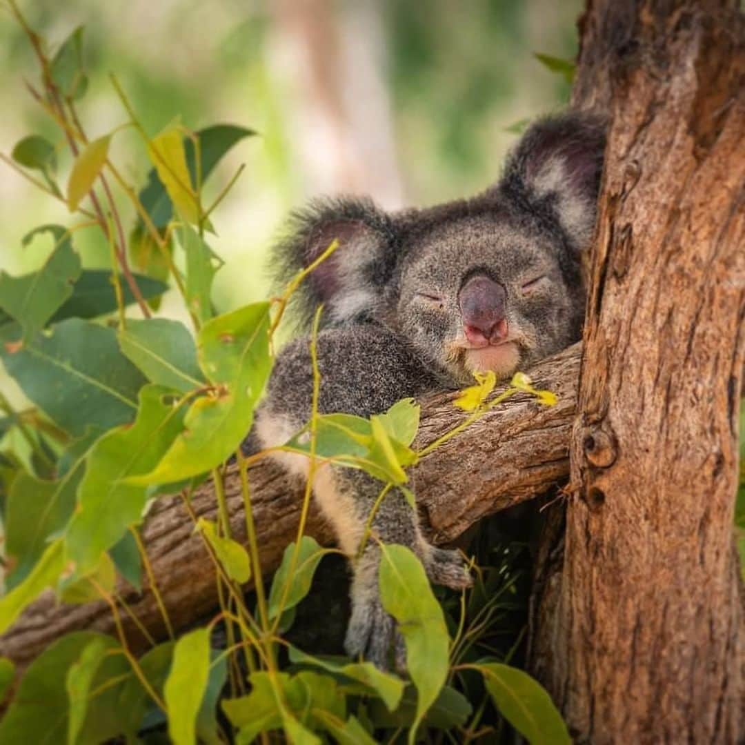 Australiaさんのインスタグラム写真 - (AustraliaInstagram)「Do not disturb. 😴 @treak9 spotted this sleepy #koala at @queensland’s @billabongsanctuary just not quite ready to start the day yet. Located 20 minutes from @townsvillenorthqueensland, you can cuddle a koala, pat a wombat, pose with a dingo, and even hold a baby saltwater crocodile in this #wildlife sanctuary. For the thrill-seekers, definitely book the ‘rock the croc’ experience where you get to feed a fully grown crocodile while standing less than a metre from the water - that will surely wake you up. 😱  #seeaustralia #thisisqueensland #townsvilleshines #weeklyfluff #travel」6月25日 4時00分 - australia