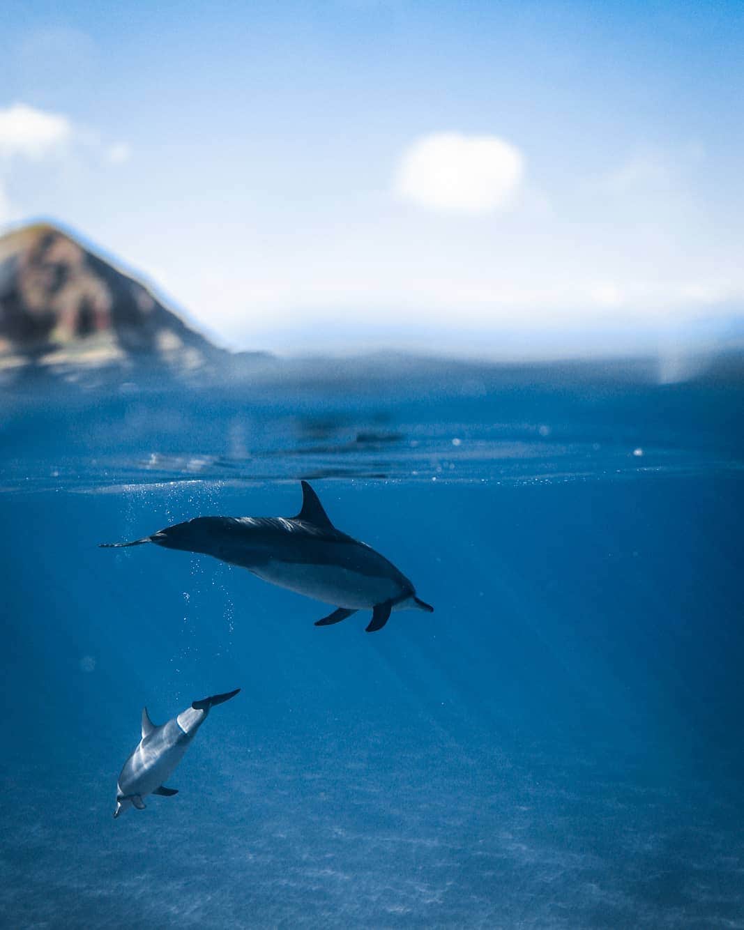 And Youさんのインスタグラム写真 - (And YouInstagram)「Dolphins carry one baby at a time but occasionally twins can occur. . . . . . . . . . . . #oahu #hawaiivacation #oahutours #unrealhawaii #hawaiistagram #hawaiiholiday #hawaiitours #dolphintours #dolphins」6月25日 4時24分 - dolphinsandyou