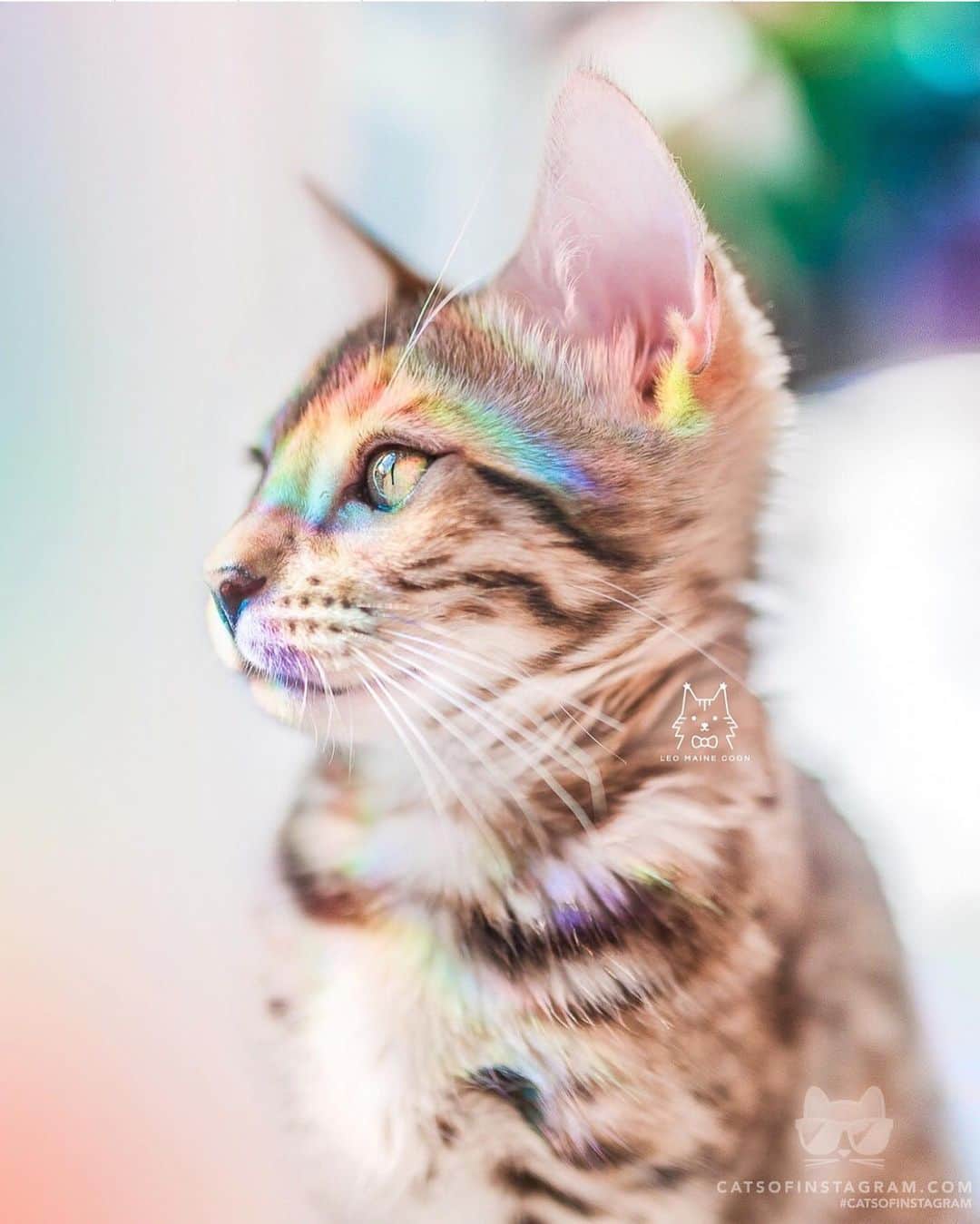 Cats of Instagramさんのインスタグラム写真 - (Cats of InstagramInstagram)「From @leo.mainecoon: “#loveislove 🏳️‍🌈 ” #catsofinstagram」6月25日 4時35分 - cats_of_instagram