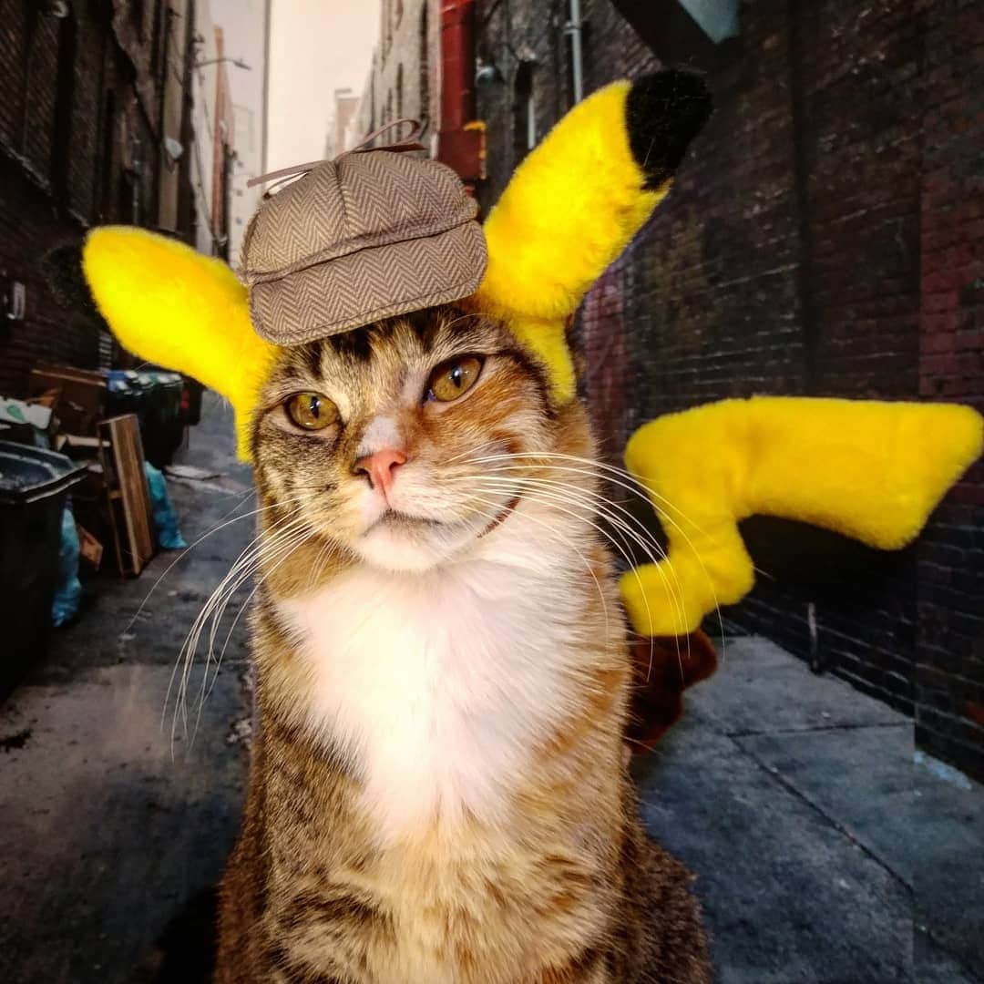 猫コスプレさんのインスタグラム写真 - (猫コスプレInstagram)「Question for the masses:  Does this count as a #PokeFusion cosplay?  #Pokemon #DetectivePikachu . . . . . . . #pokemoncosplay #pokémon #pikachu #pokemonmemes #catcostume #CatCosplay #trending #funnycats #cosplay」6月25日 5時18分 - cat_cosplay