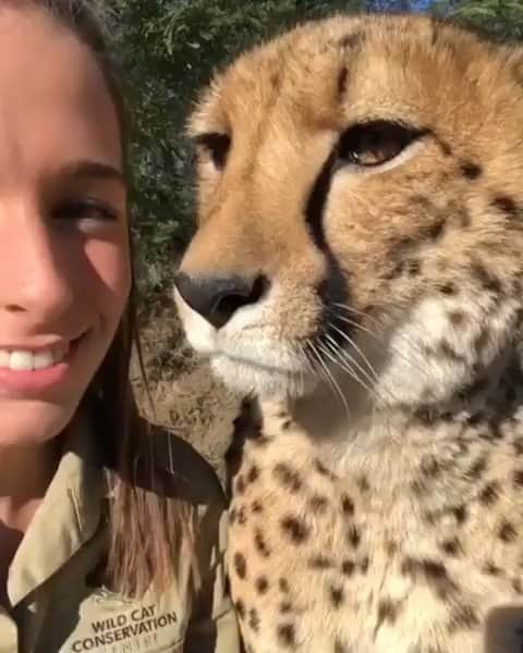 WildLifeのインスタグラム：「The sweetest Video by @wildcatcentre」