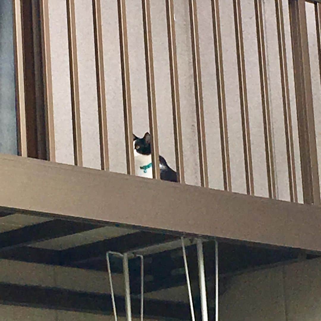 高羽そらのインスタグラム：「ジュリエットに会いに来たロミオかと思った😅 #cat #ねこ」