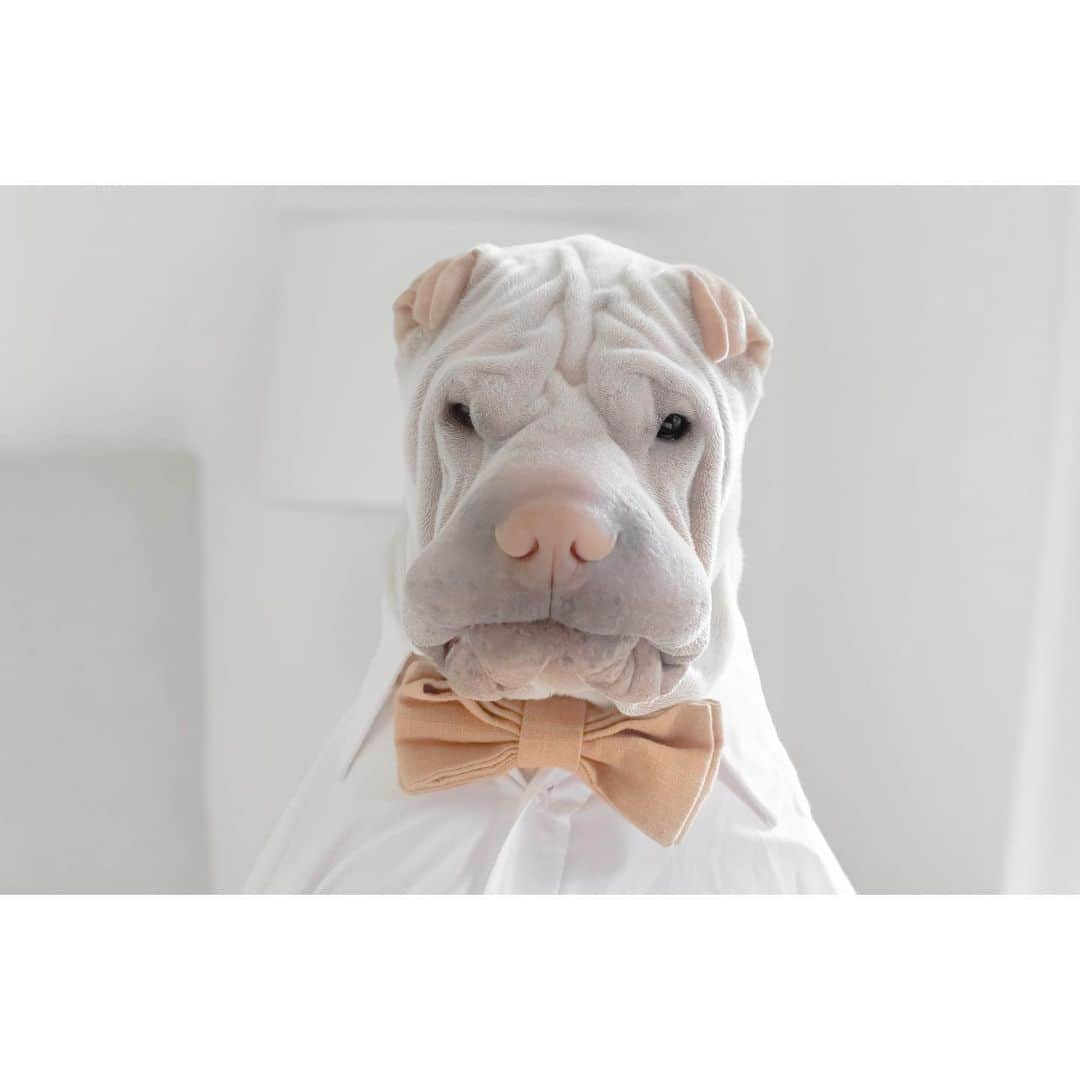 annie&pADdinGtoNさんのインスタグラム写真 - (annie&pADdinGtoNInstagram)「A gentleman can never have too many bow ties #mr #paddington #handsome #bowtie #love #dog #dogs #dogsofinstagram #sharpei #sharpeisofinstagram #sharpeilove #weeklyfluff #instagood #iloveyoutothemoonandback #wrinkles #dressedsmart #iloveyoutothemoonandback #mybestfriend」6月25日 15時09分 - anniepaddington