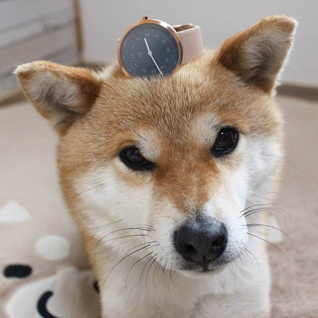 柴犬たま Shibainu Tamaのインスタグラム