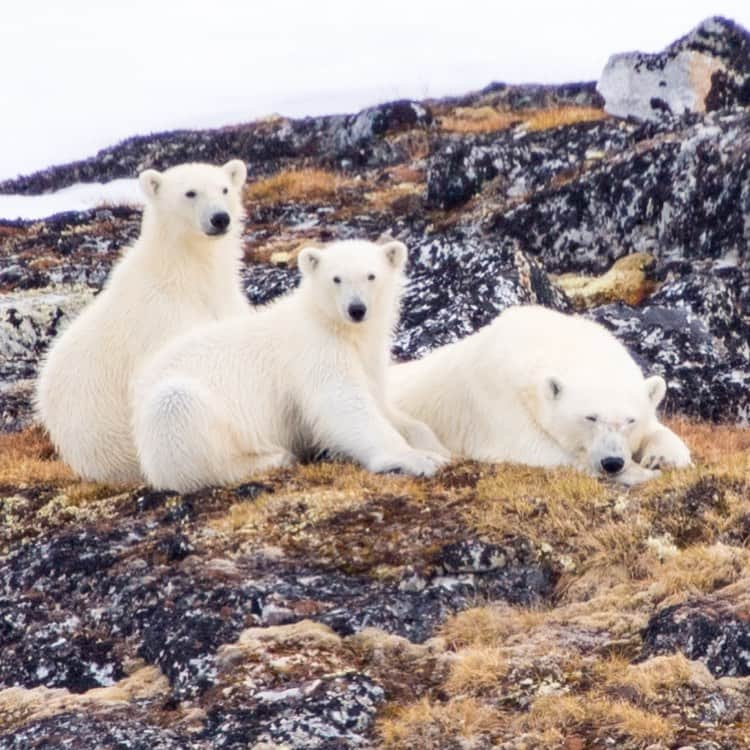 ケイト・ウォルシュさんのインスタグラム写真 - (ケイト・ウォルシュInstagram)「These are the polar bears we saw yesterday in Magdalena Bay...a perfect photo by @maxwilderness & a perfect ending to a perfect expedition @lindbladexp @natgeo #KateGoesPolar」6月25日 15時22分 - katewalsh