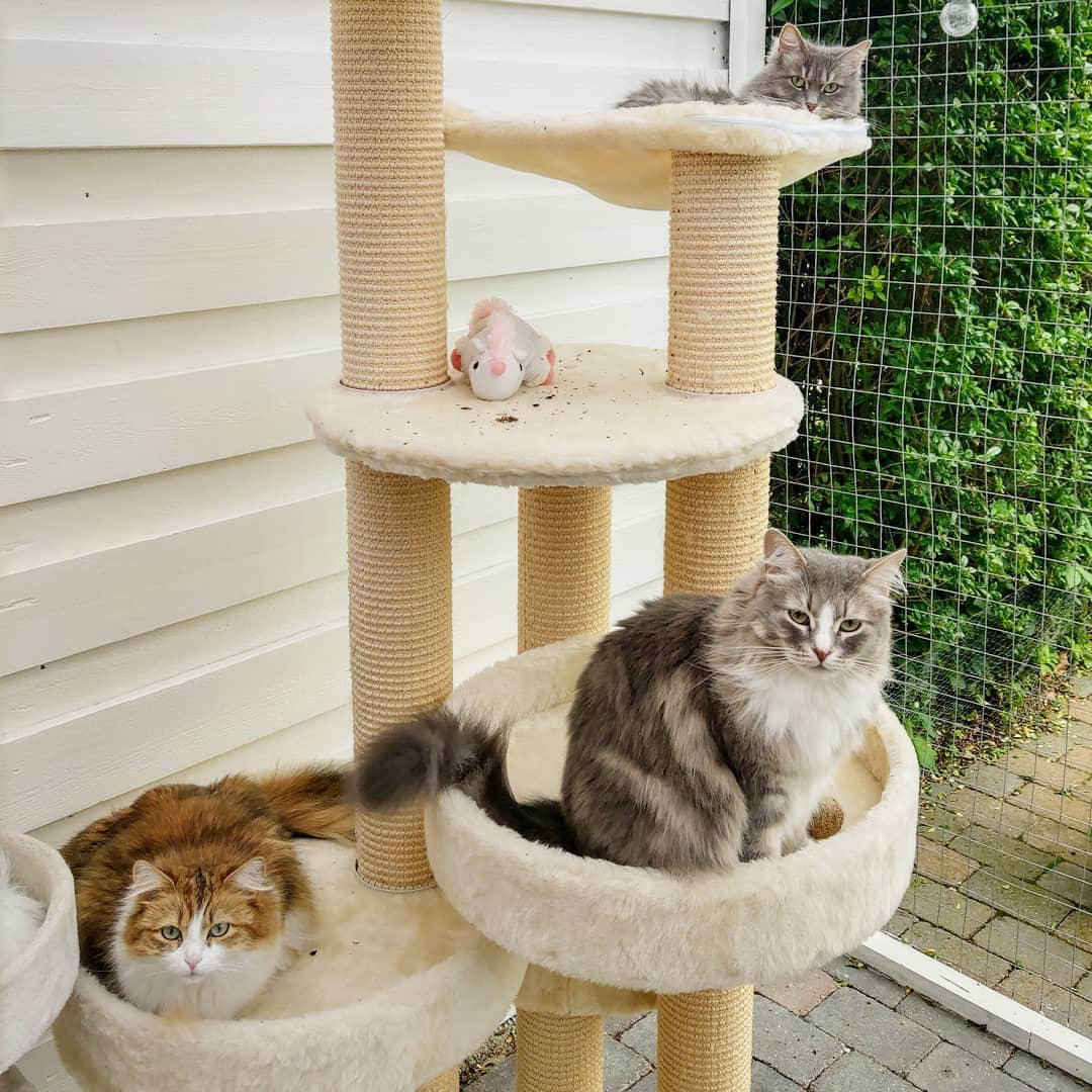 Nila & Miloさんのインスタグラム写真 - (Nila & MiloInstagram)「Nila looking like a kitten compared to the other two fluffy butts. She's 6 years old, the others 4 and 2. 😂😂❤️ #hierarchy #bosscat #kattensno1 #catstagram」6月25日 15時15分 - nilamilo