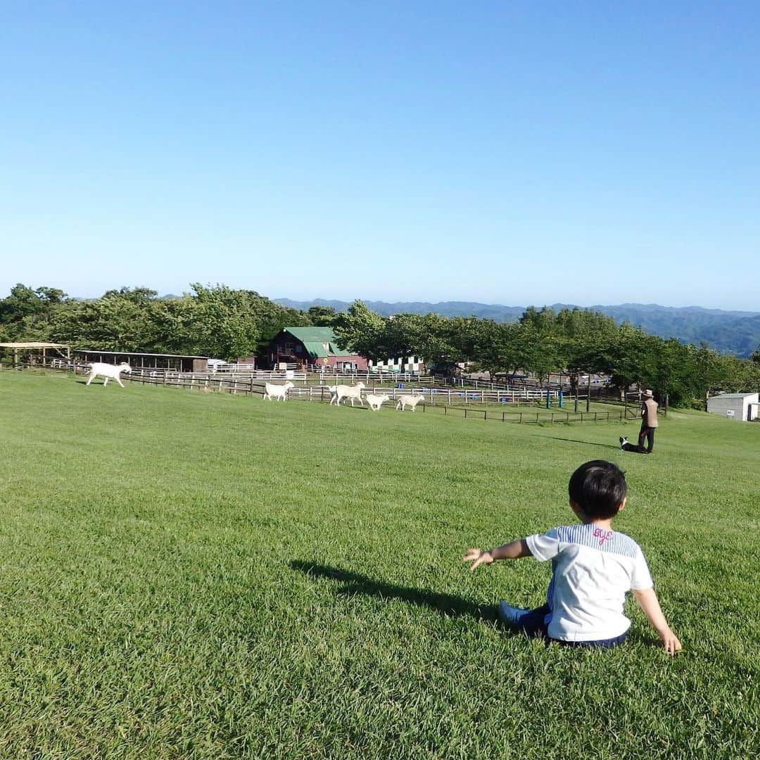 神戸蘭子さんのインスタグラム写真 - (神戸蘭子Instagram)「チョロチョロする子供には芝生が1番^ ^  #マザー牧場 #家族でお出かけ  #動物とふれあい  #芝生でゴロゴロ」6月25日 15時23分 - ranran0414